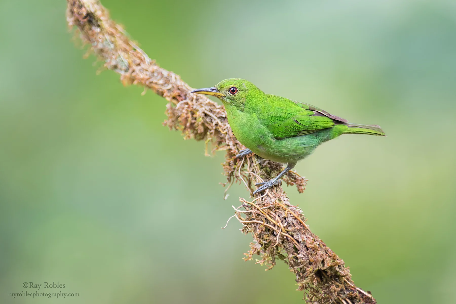 Green Honeycreeper