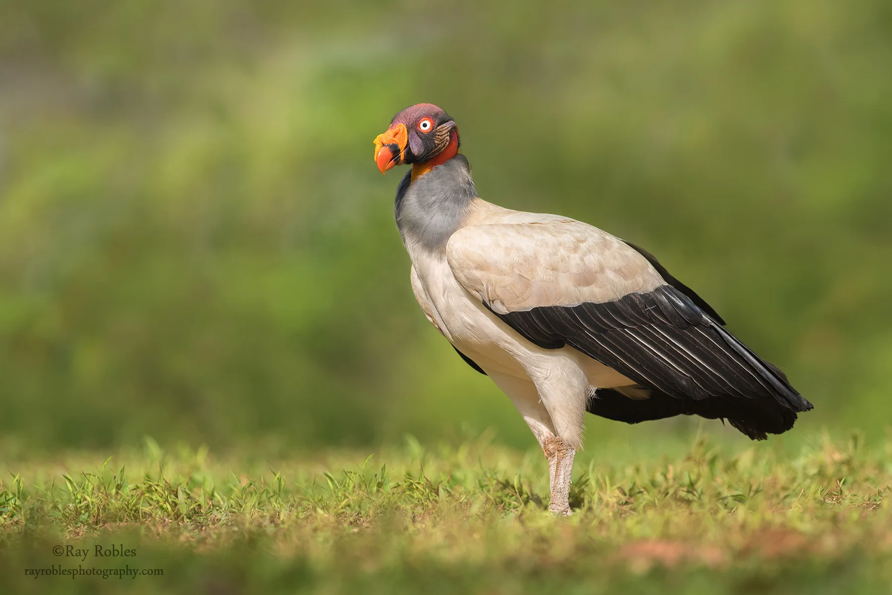 King Vulture