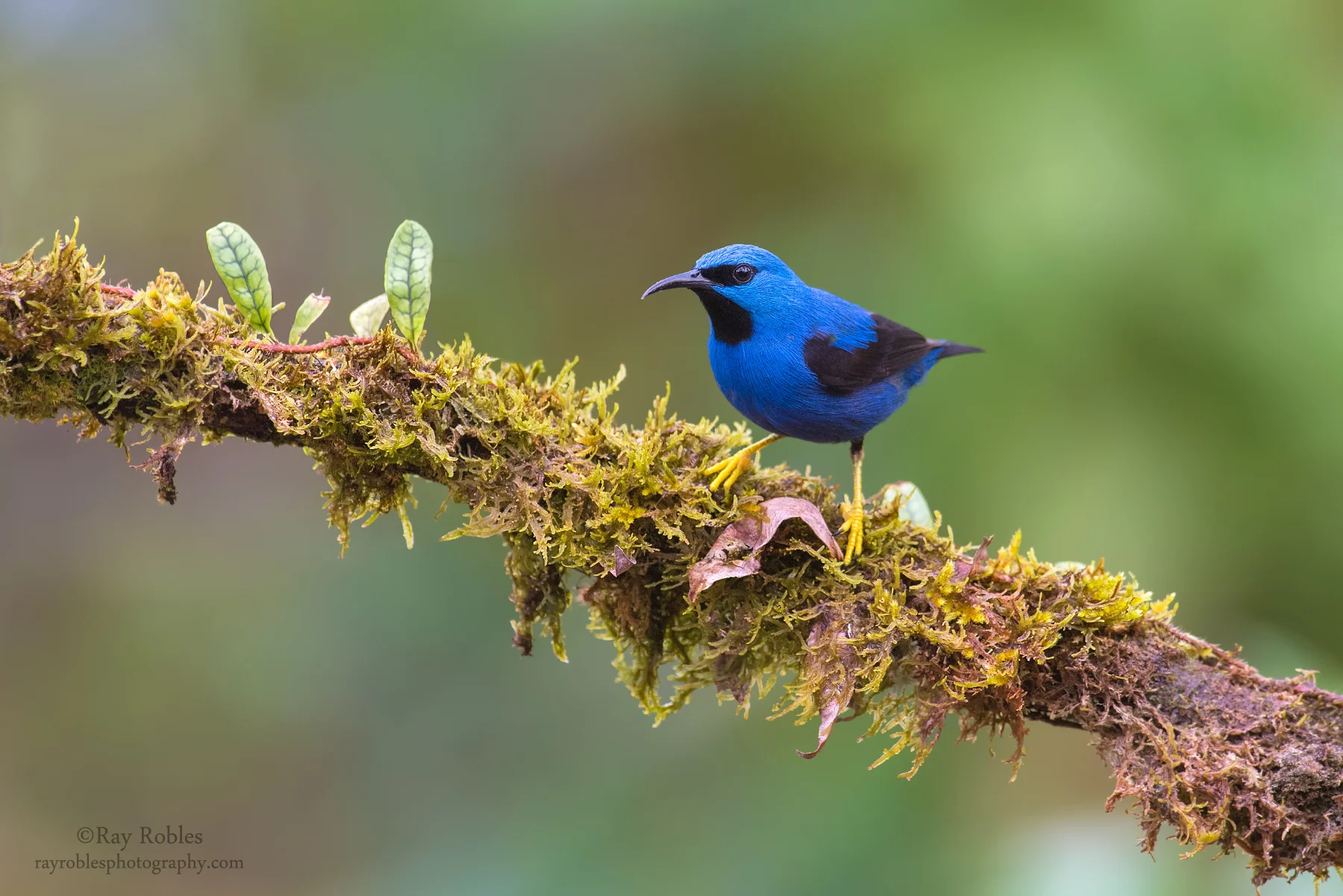 Shining Honeycreeper