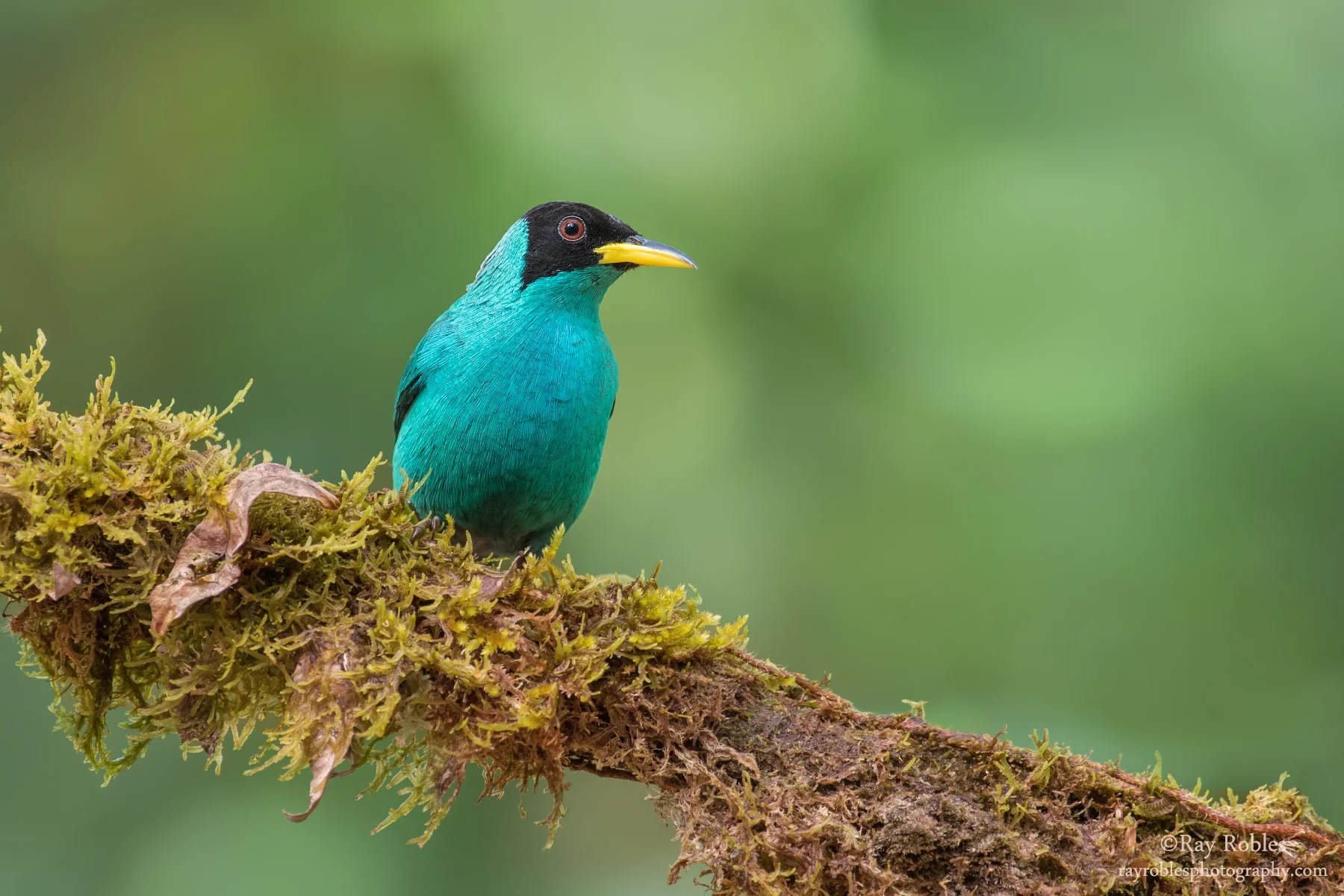 Green Honeycreeper