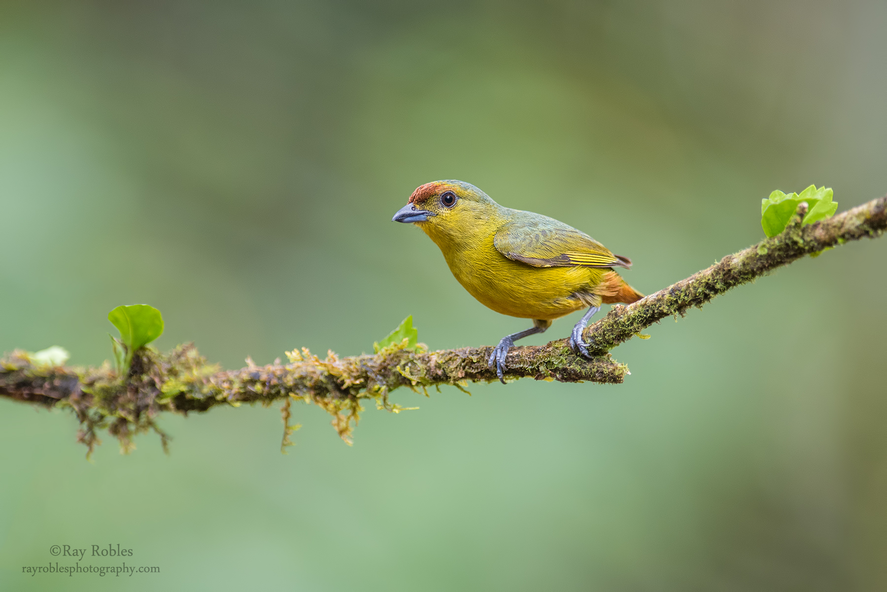 Olive-backed Euphonia