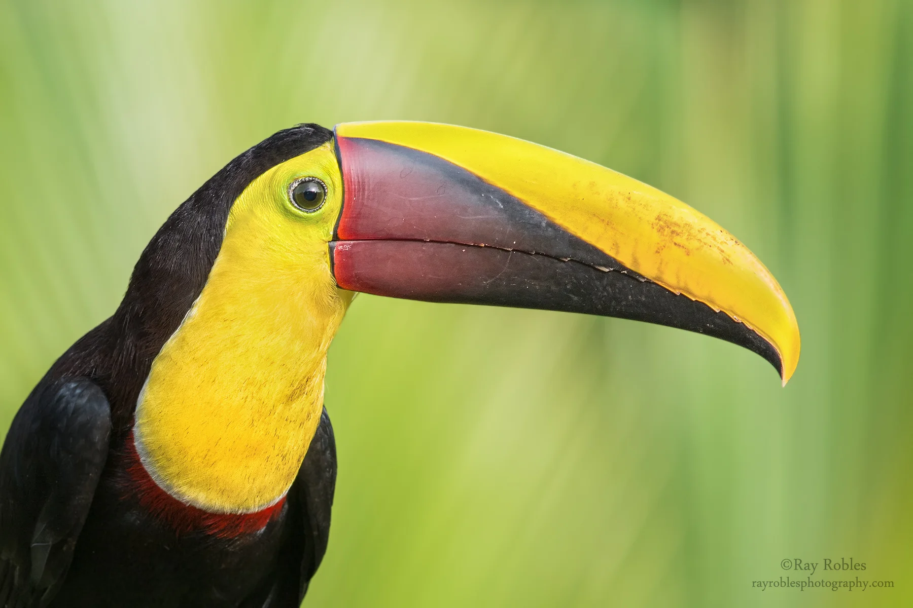 Black-mandibled Toucan