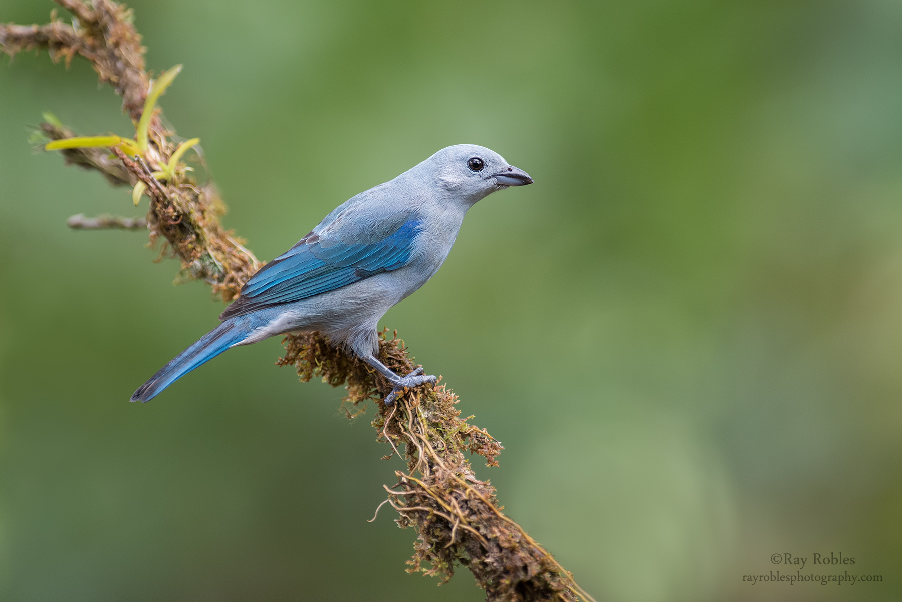 Blue-gray Tanager