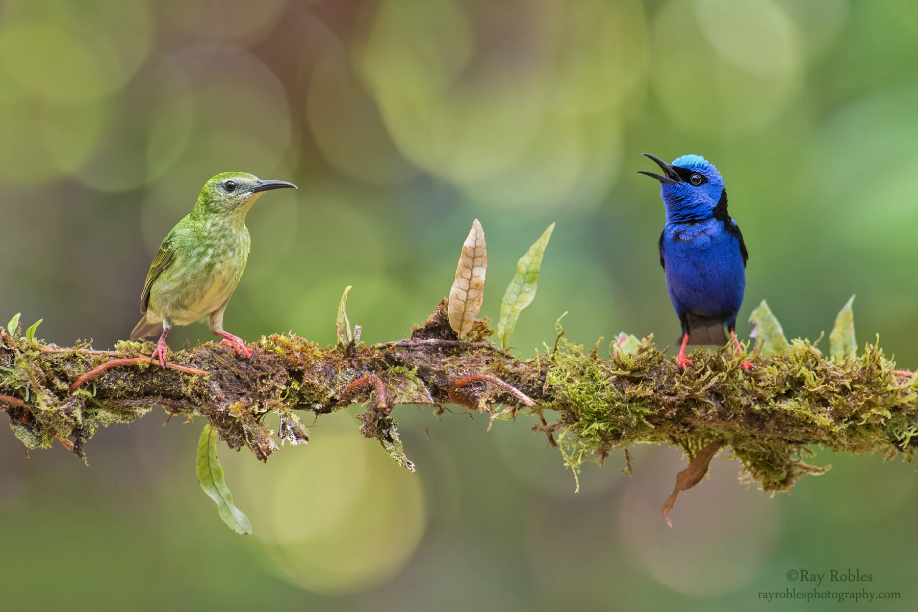 Red-legged Honeycreeper
