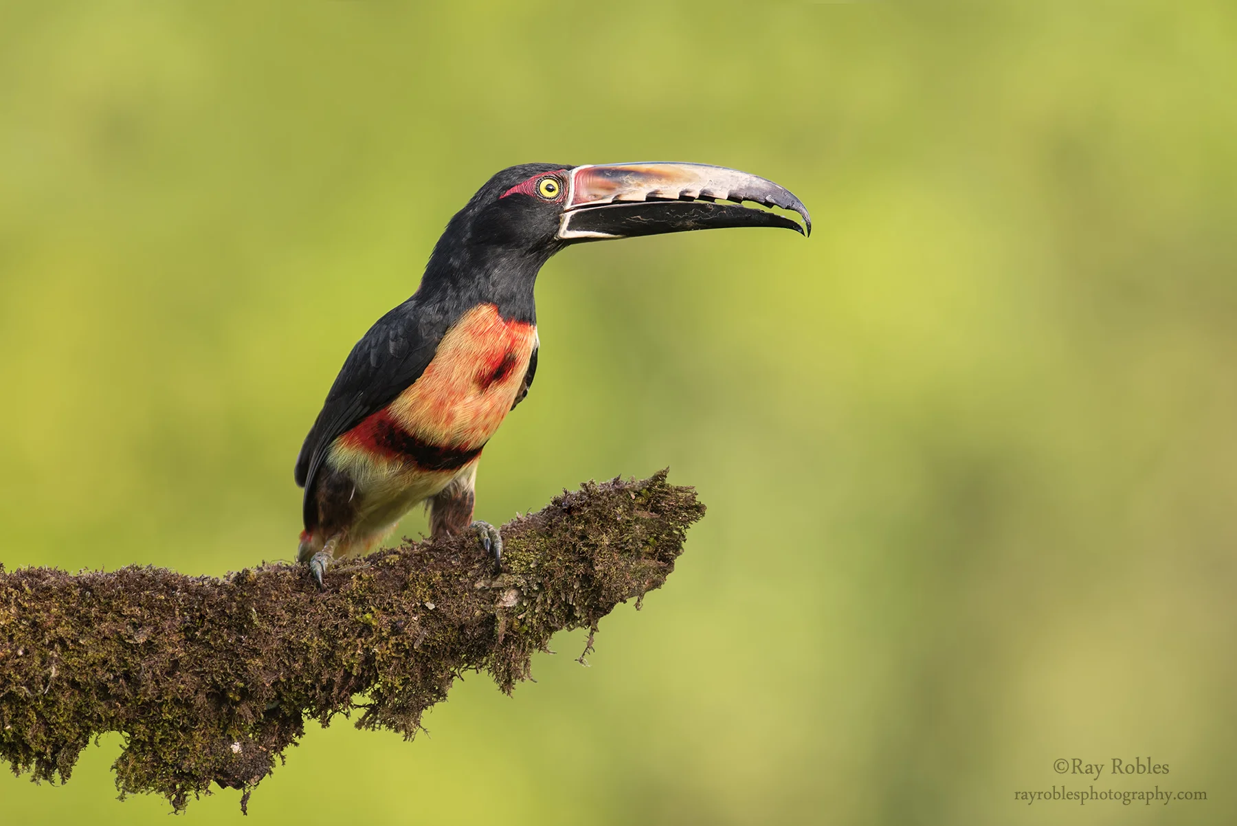 Collared Aracari