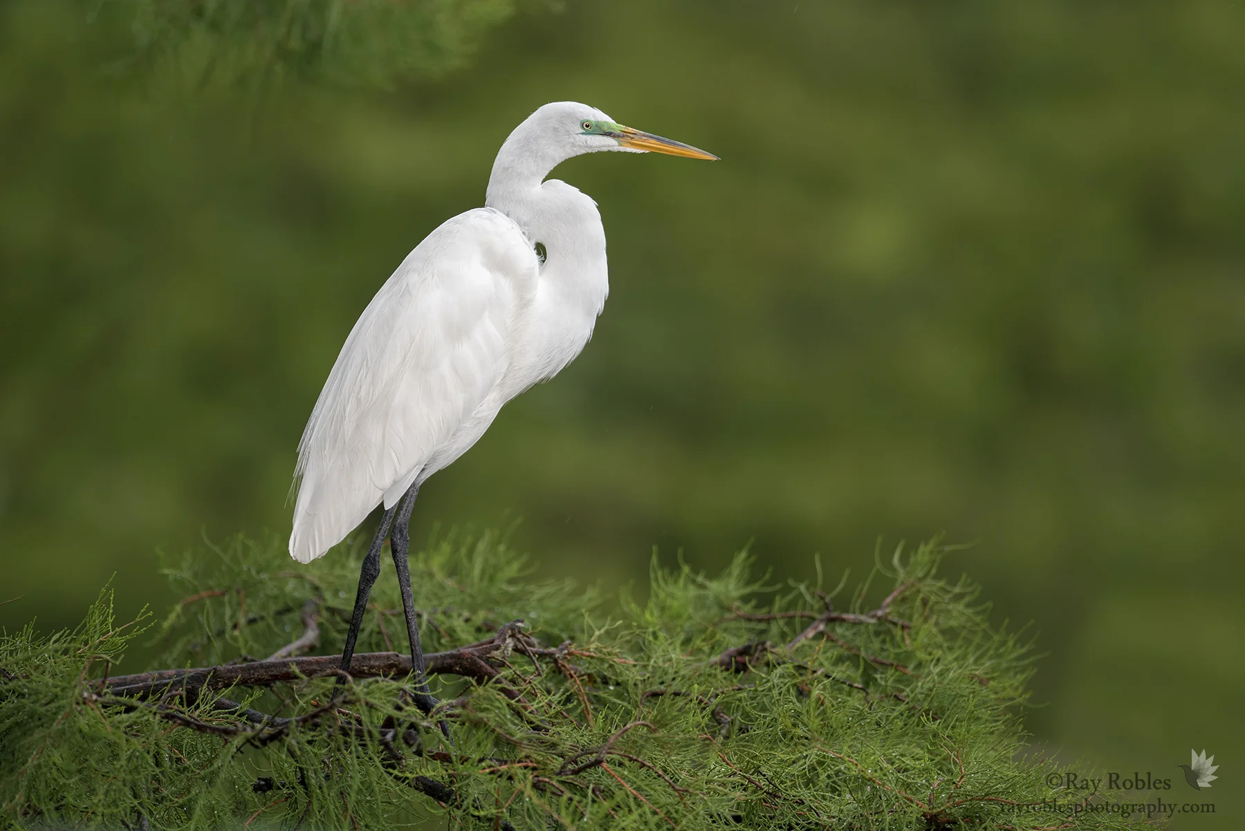 Great Egret