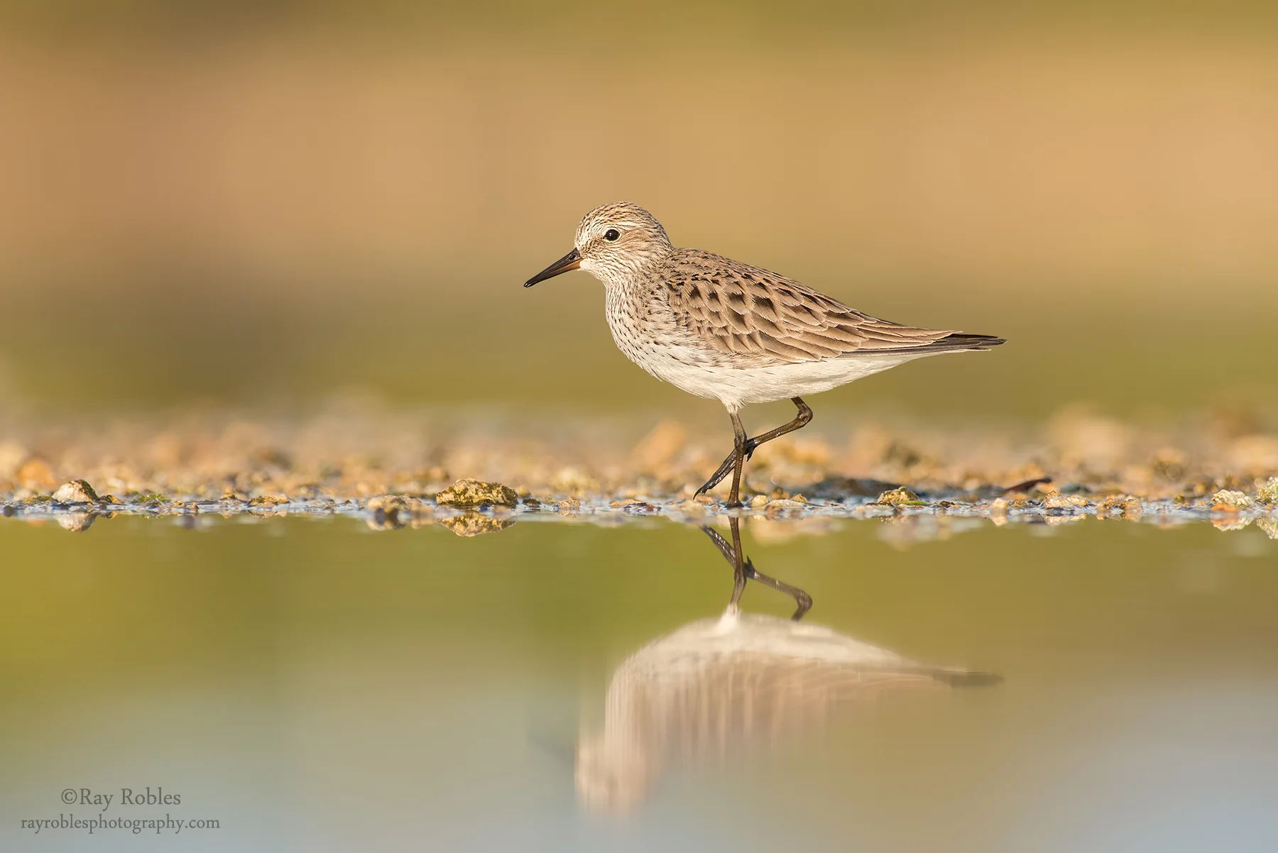 White-Rumped Sandpiper