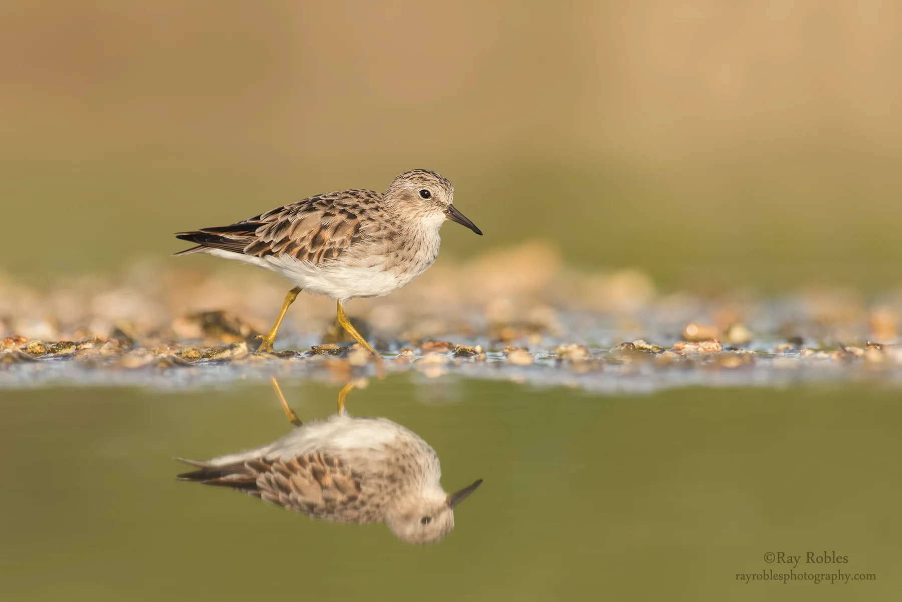 Least Sandpiper