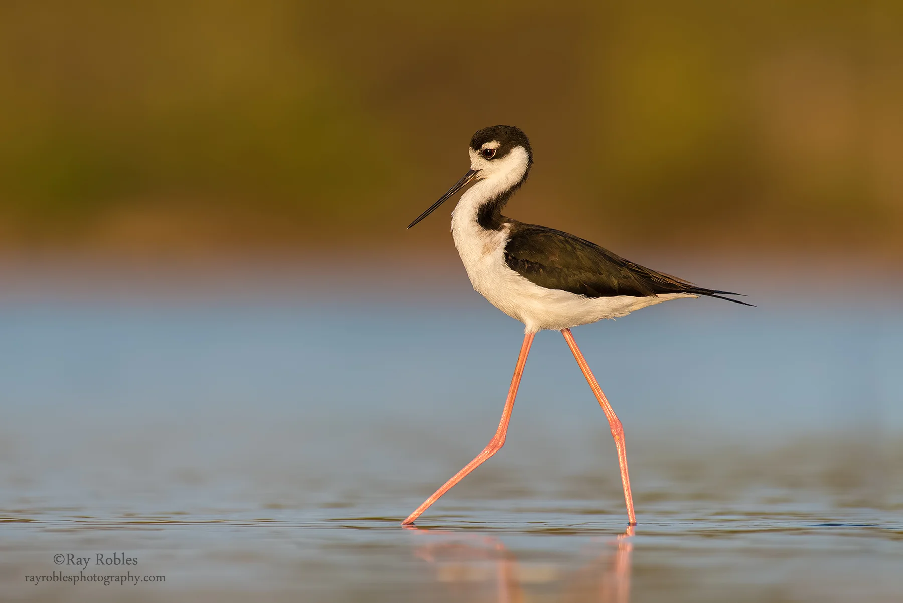 Black-Necked Stilt