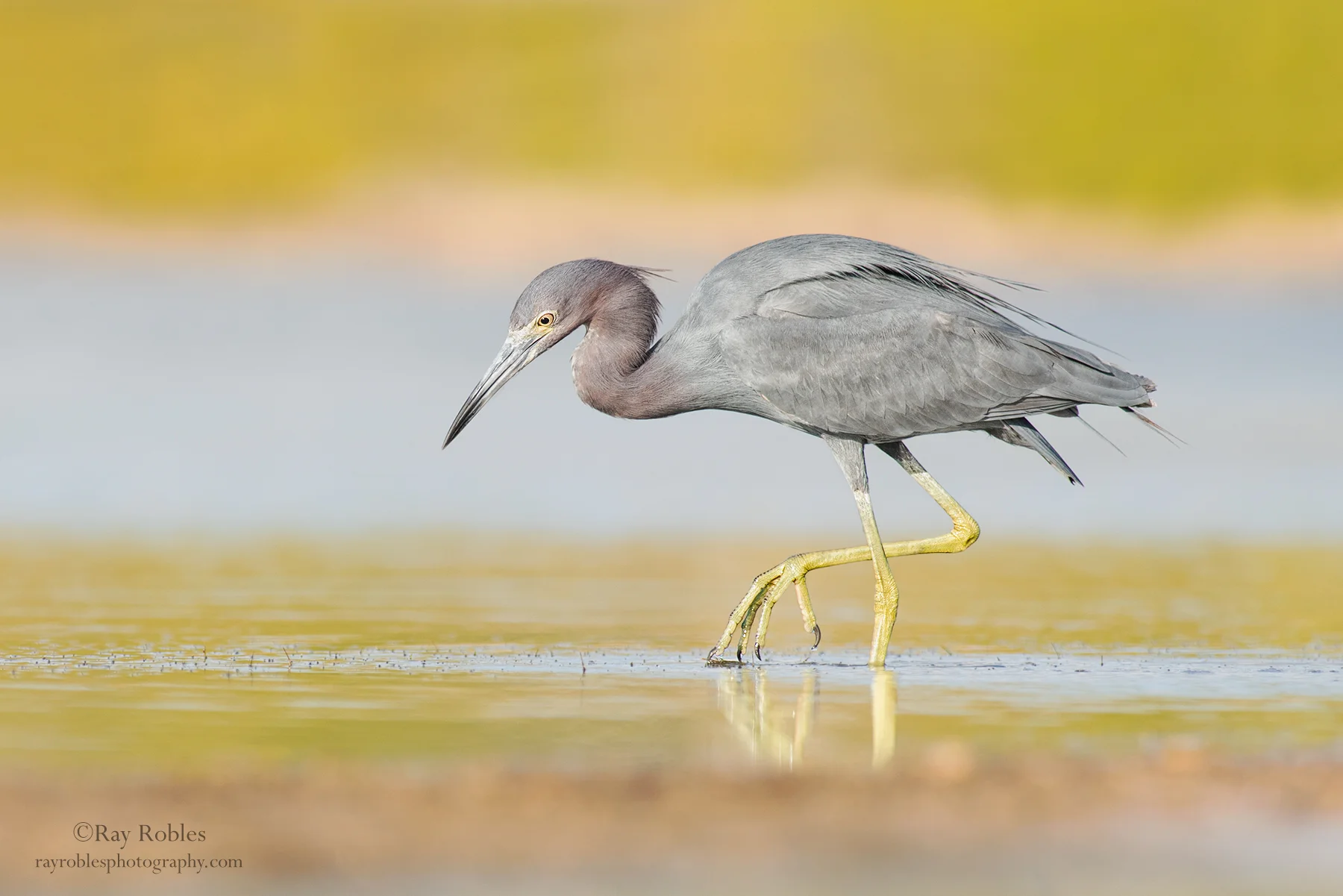 Little Blue Heron
