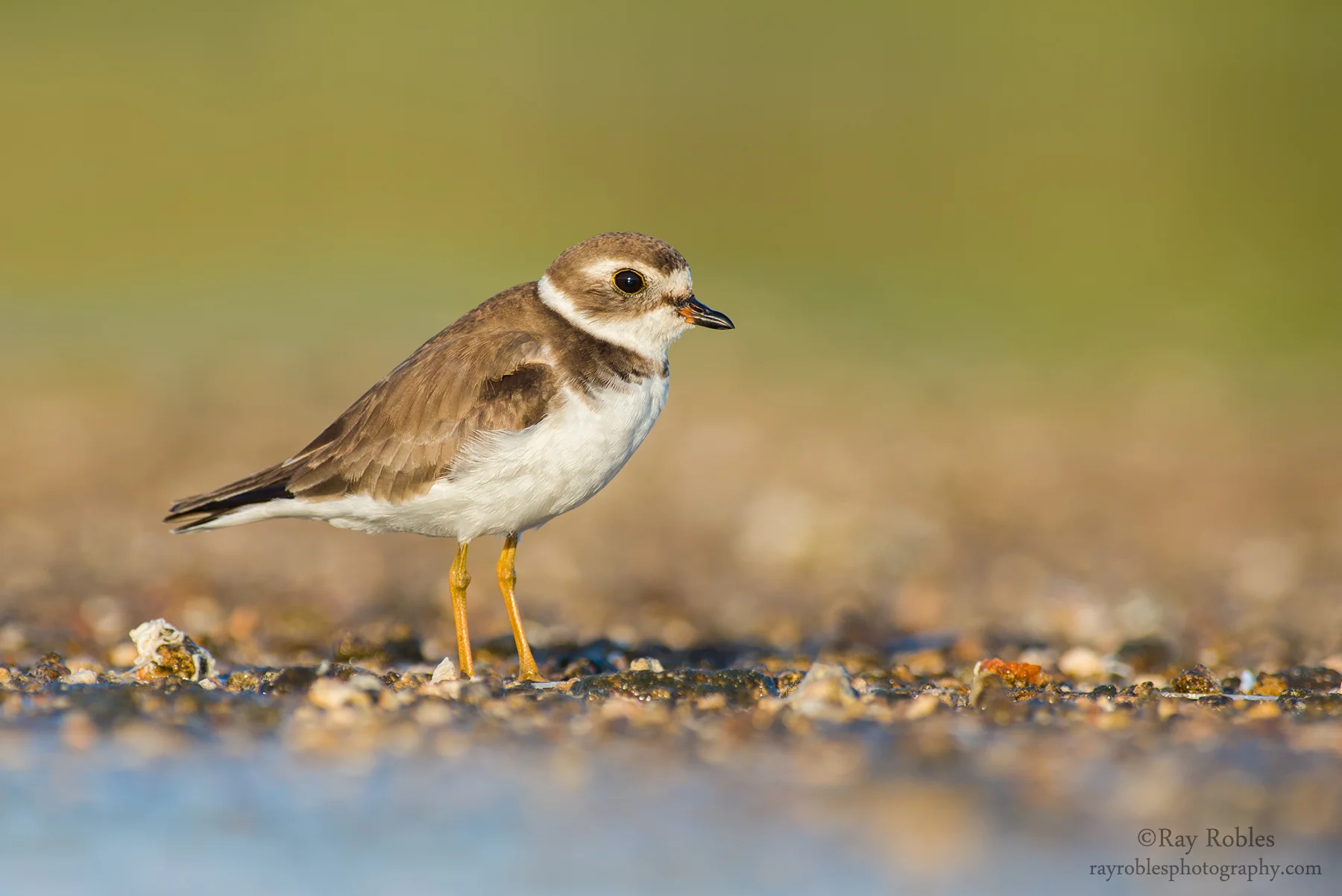 Semipalmated Plover