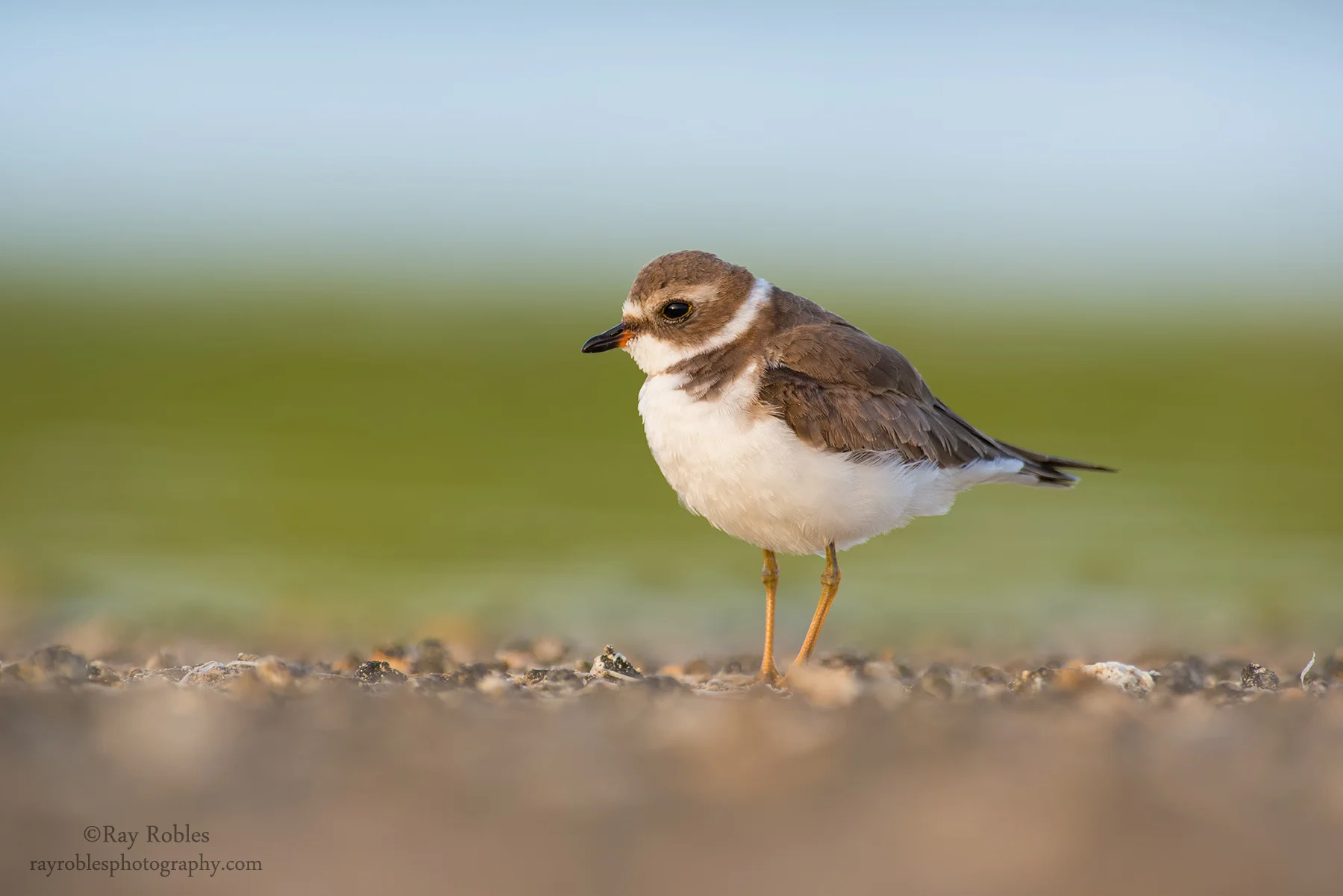Semipalmated Plover