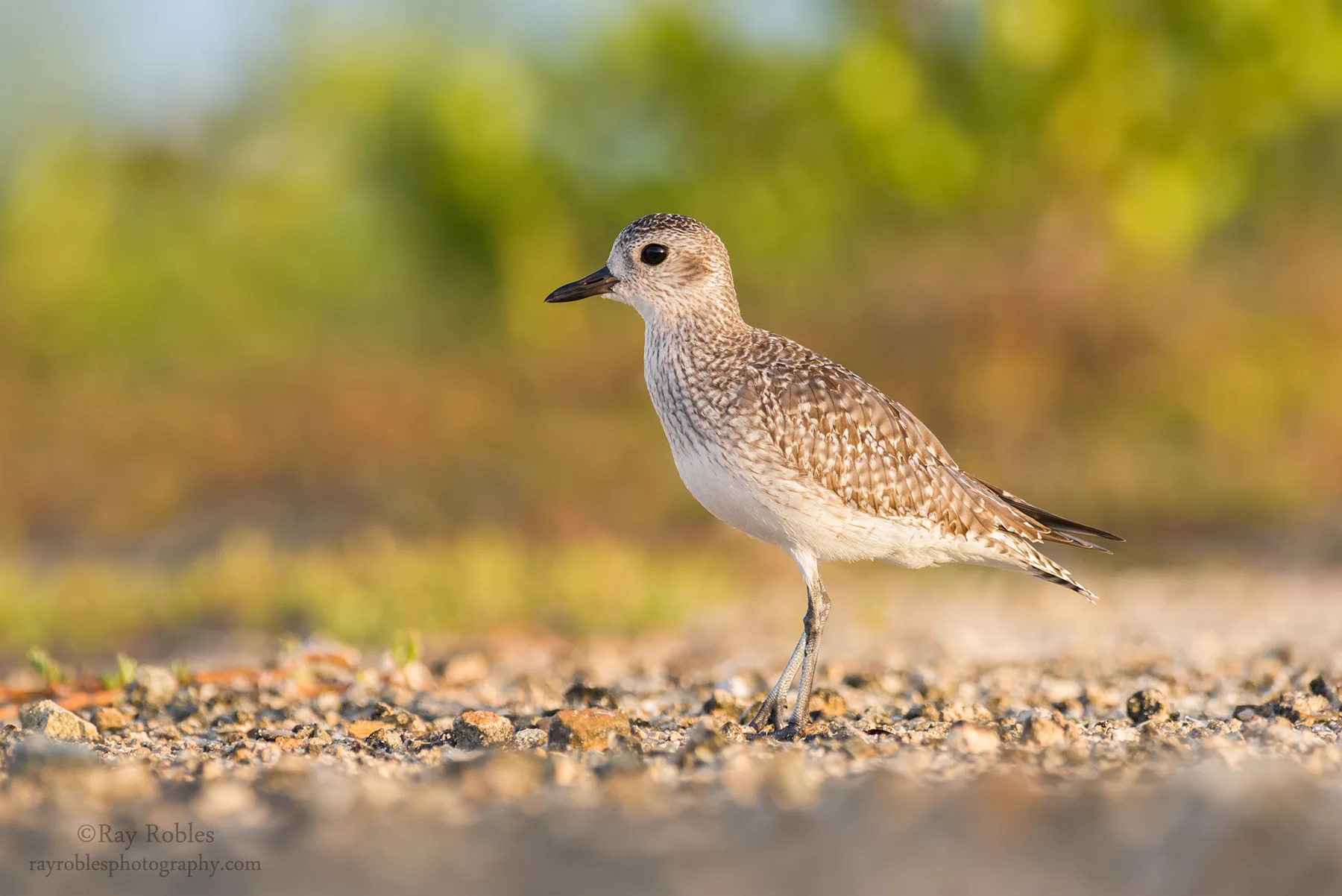Black-bellied Plover