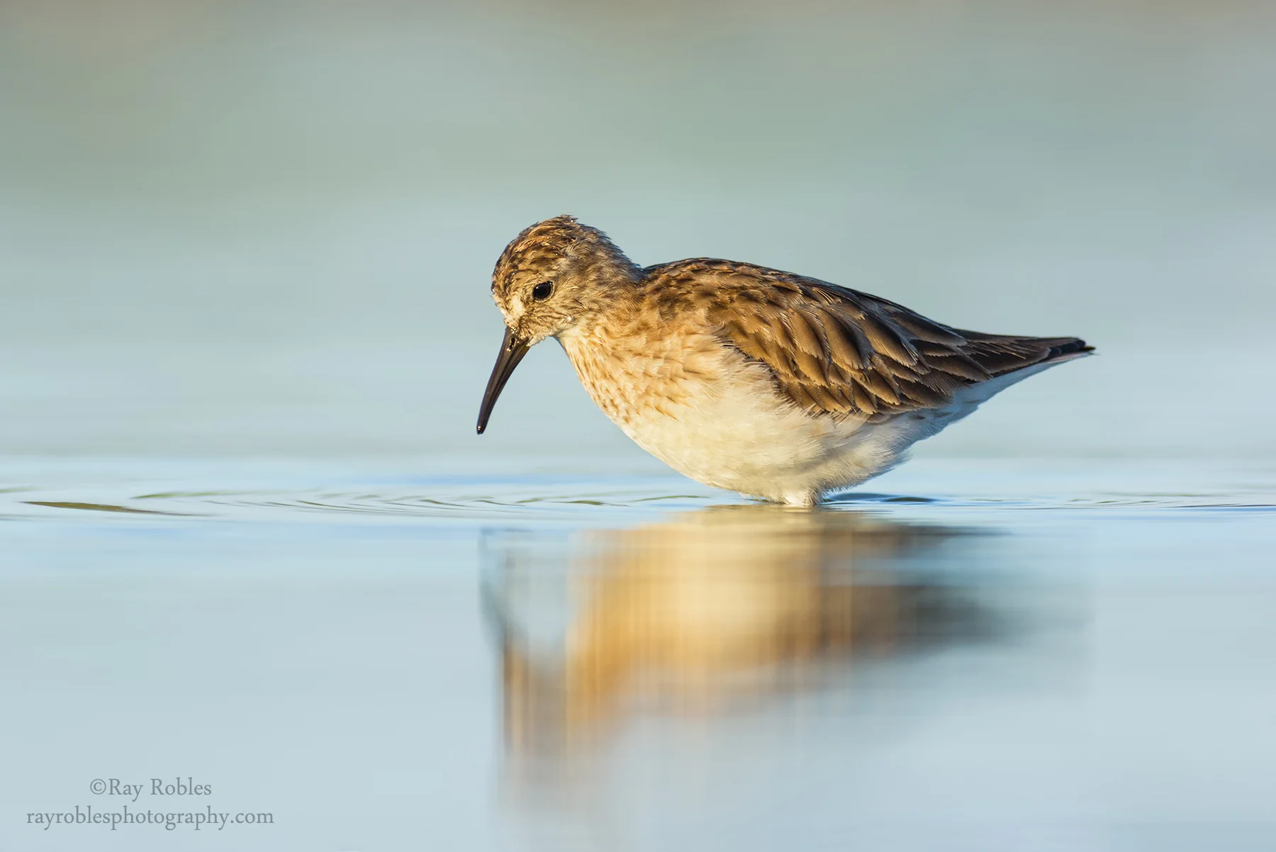 Least Sandpiper
