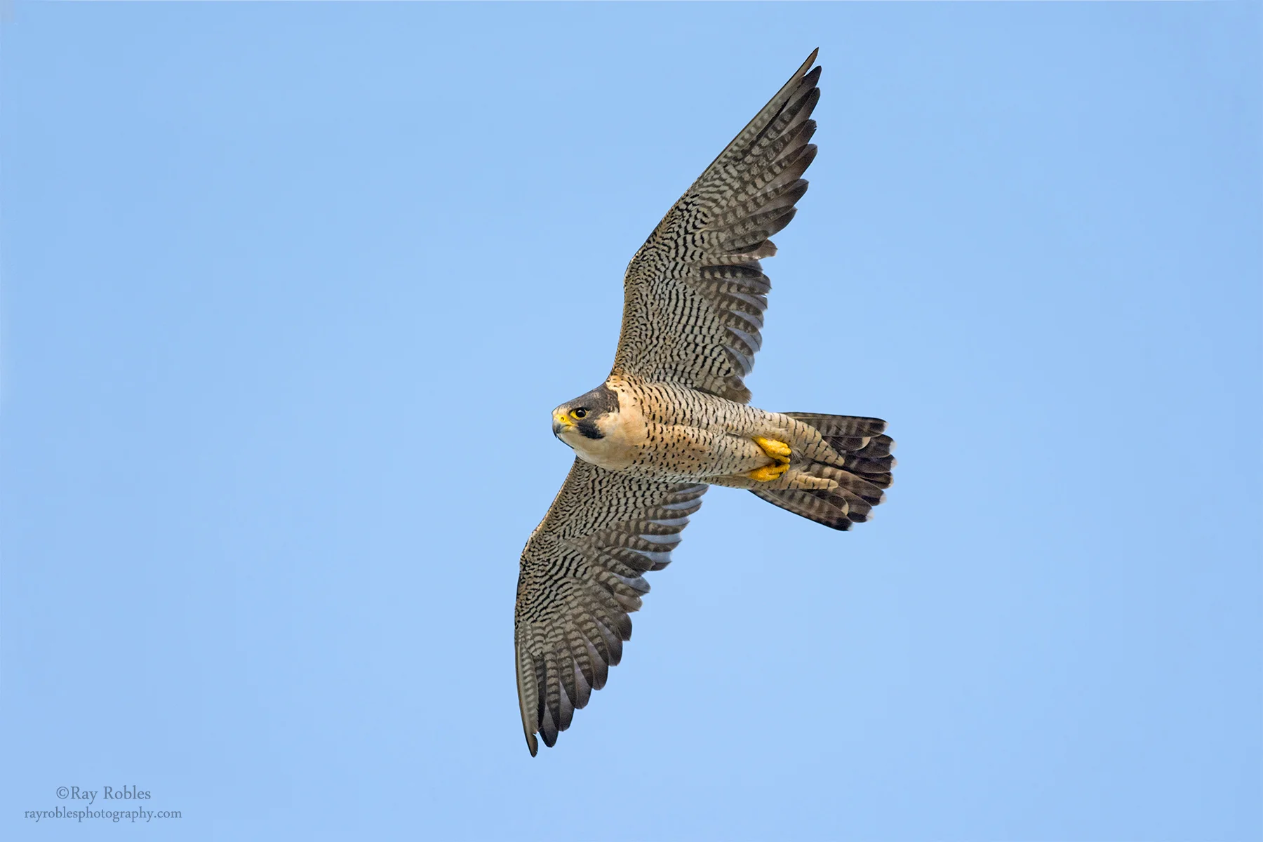 Peregrine Falcon
