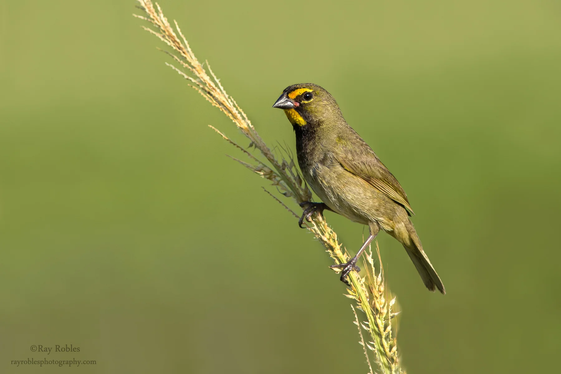 Yellow-faced Grassquit