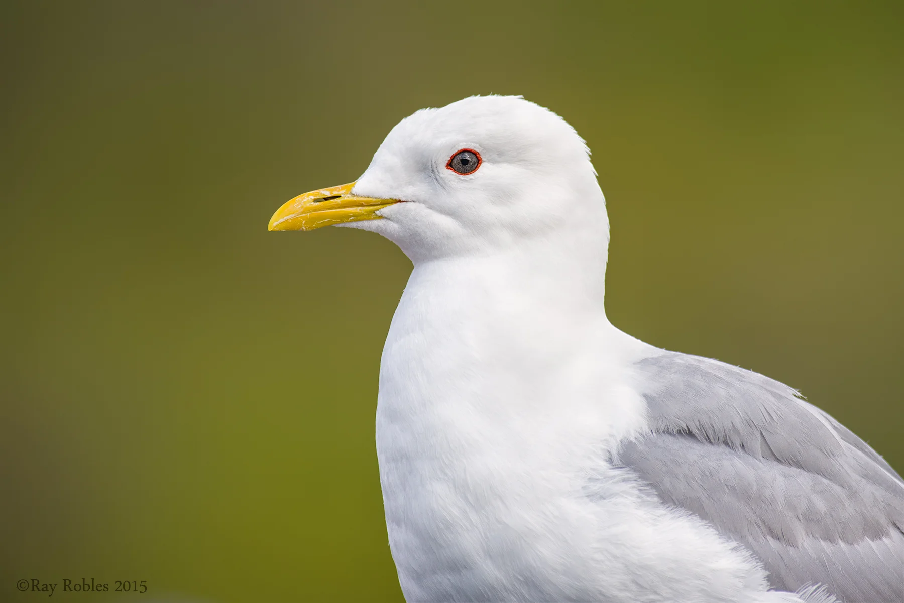 Mew Gull.jpg