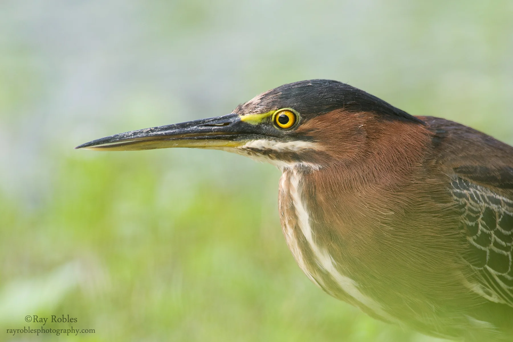 Green Heron (3).jpg