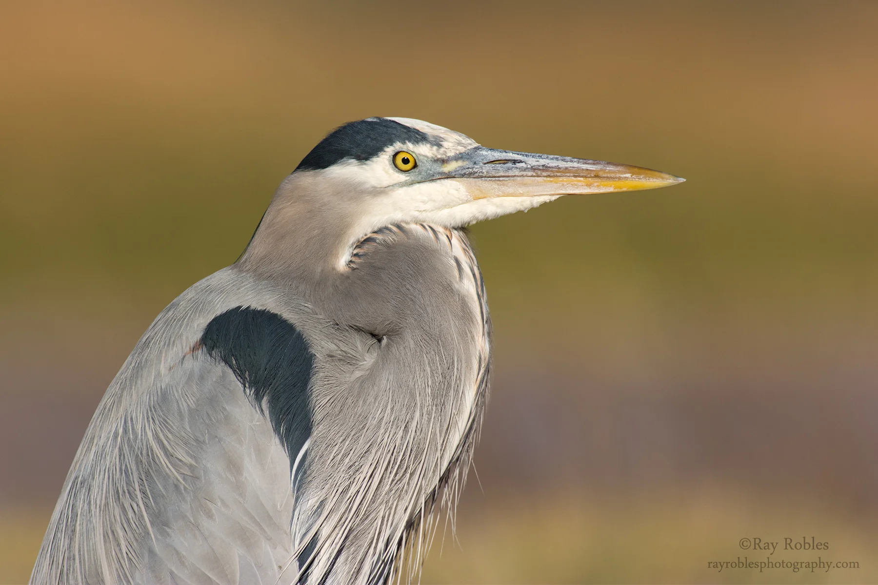 Great Blue Heron (6).jpg
