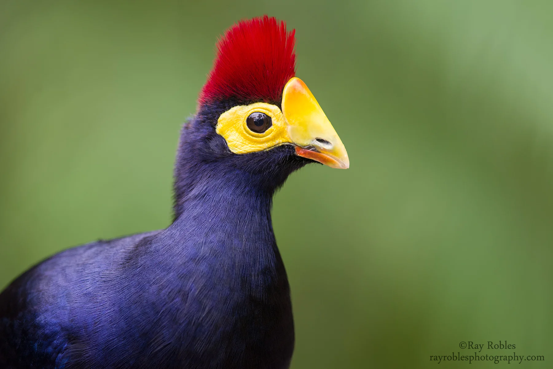 Lady Ross's Turaco.jpg