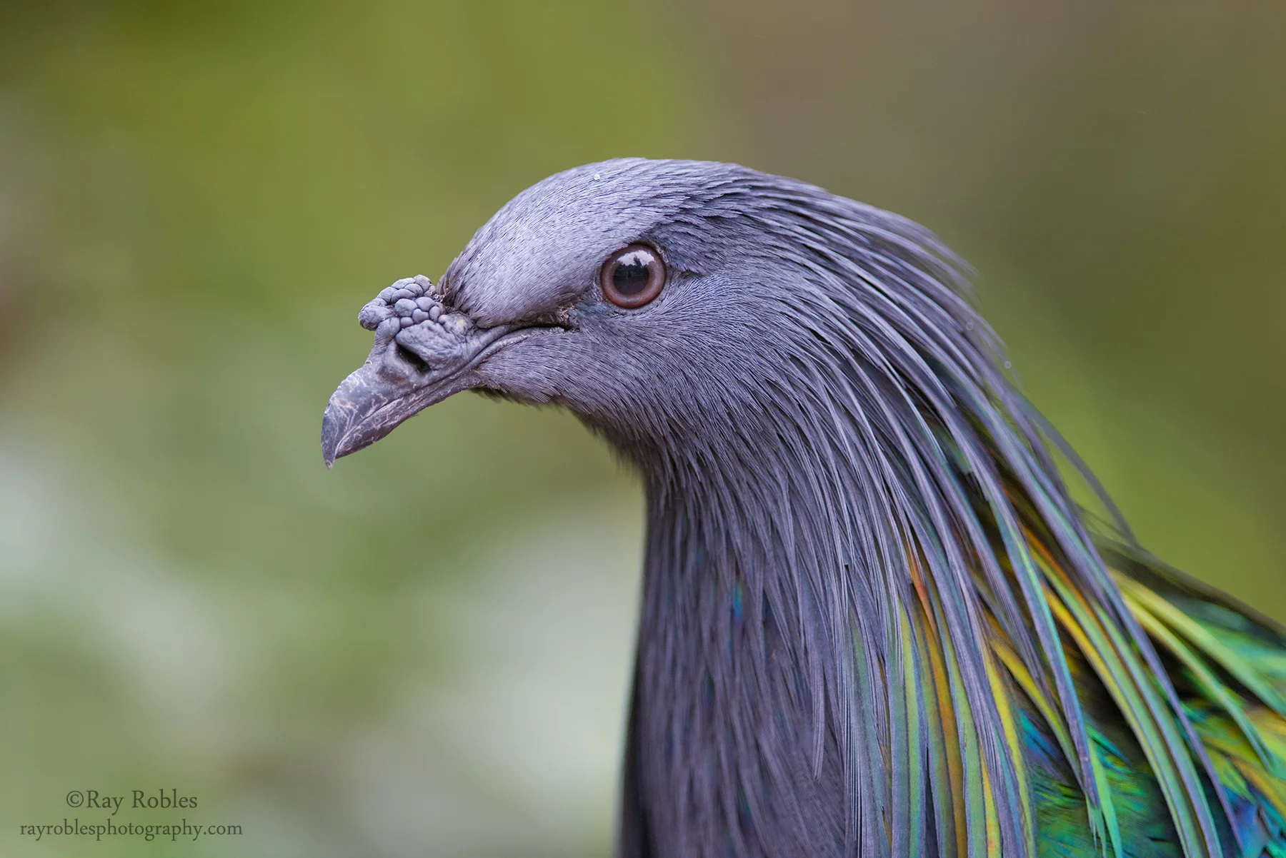 Nicobar Pigeon (2).jpg