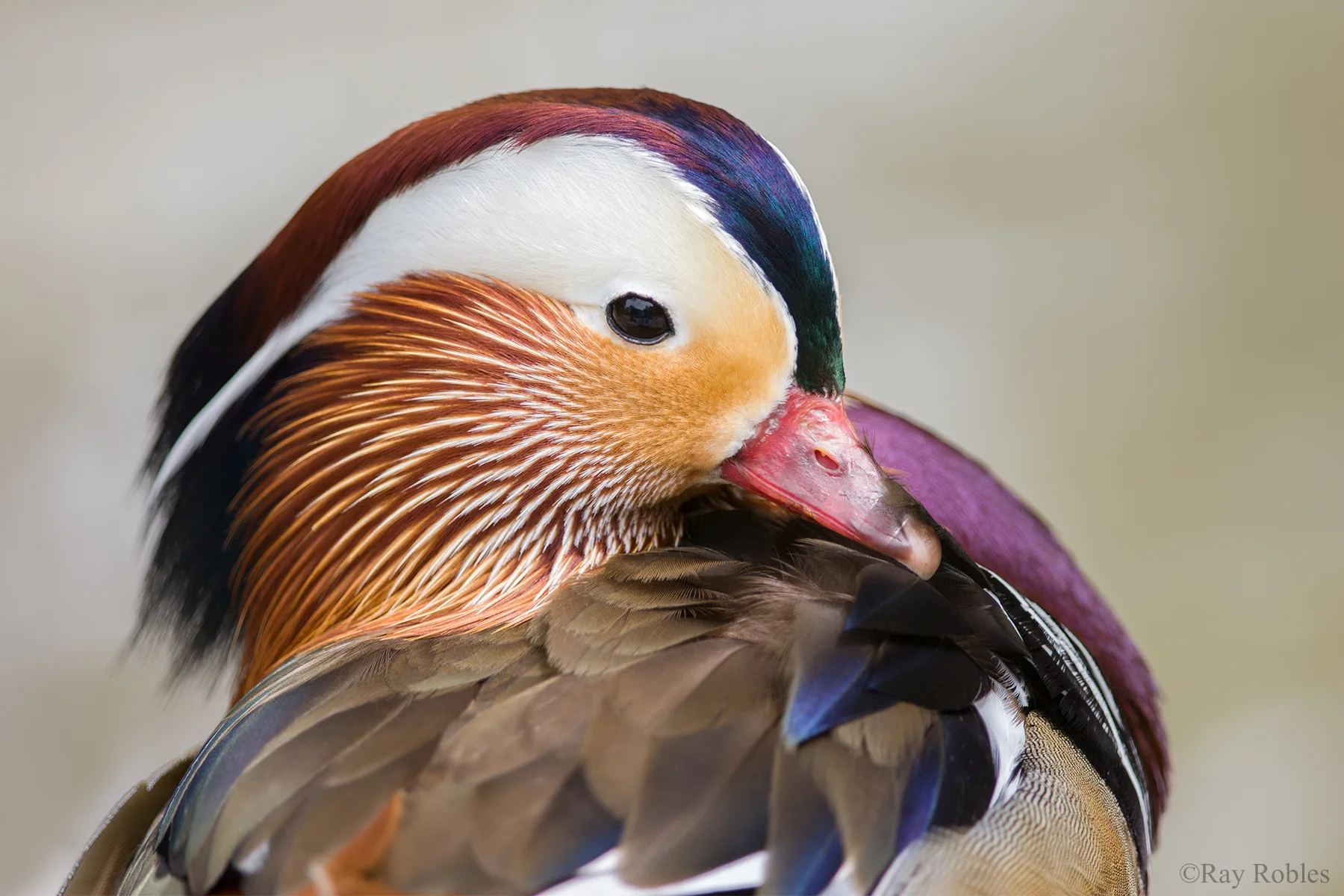 Mandarin Duck.jpg
