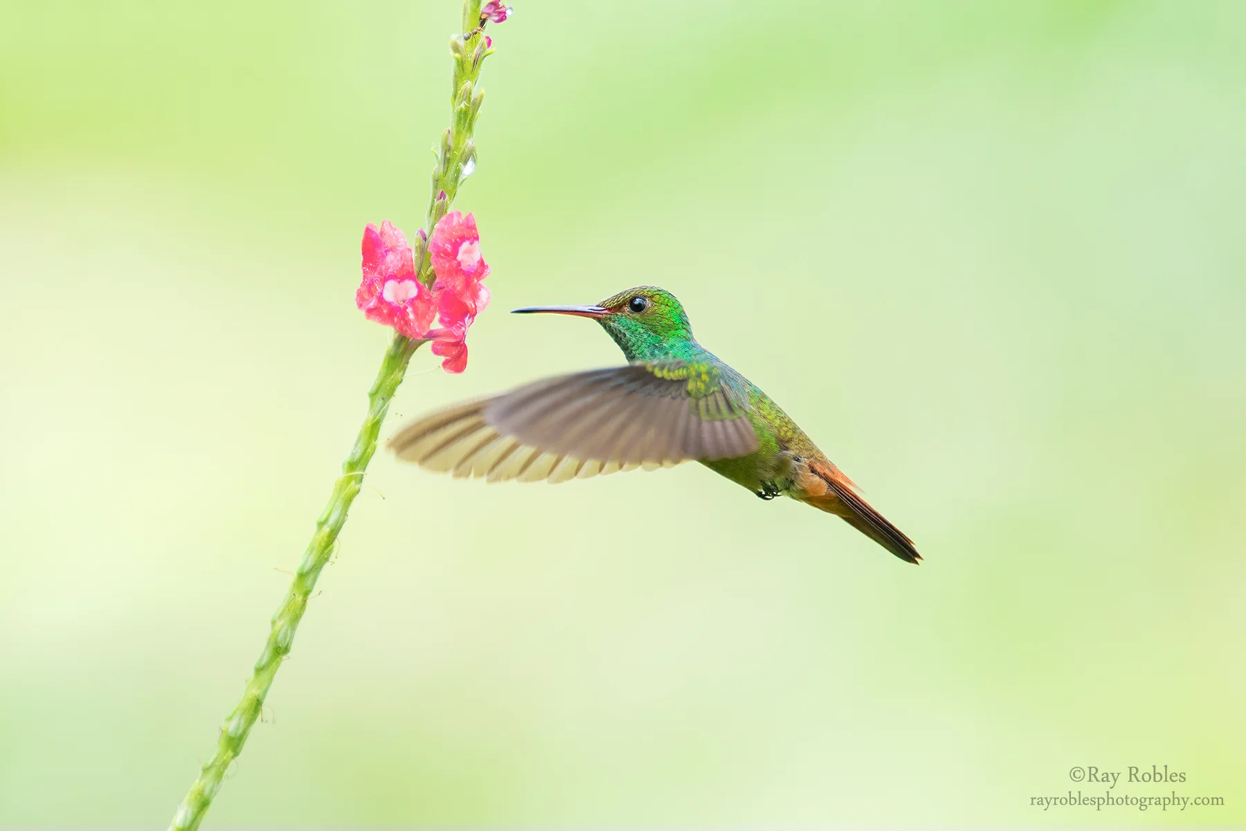 Rufous-tailed Hummingbird (2).jpg