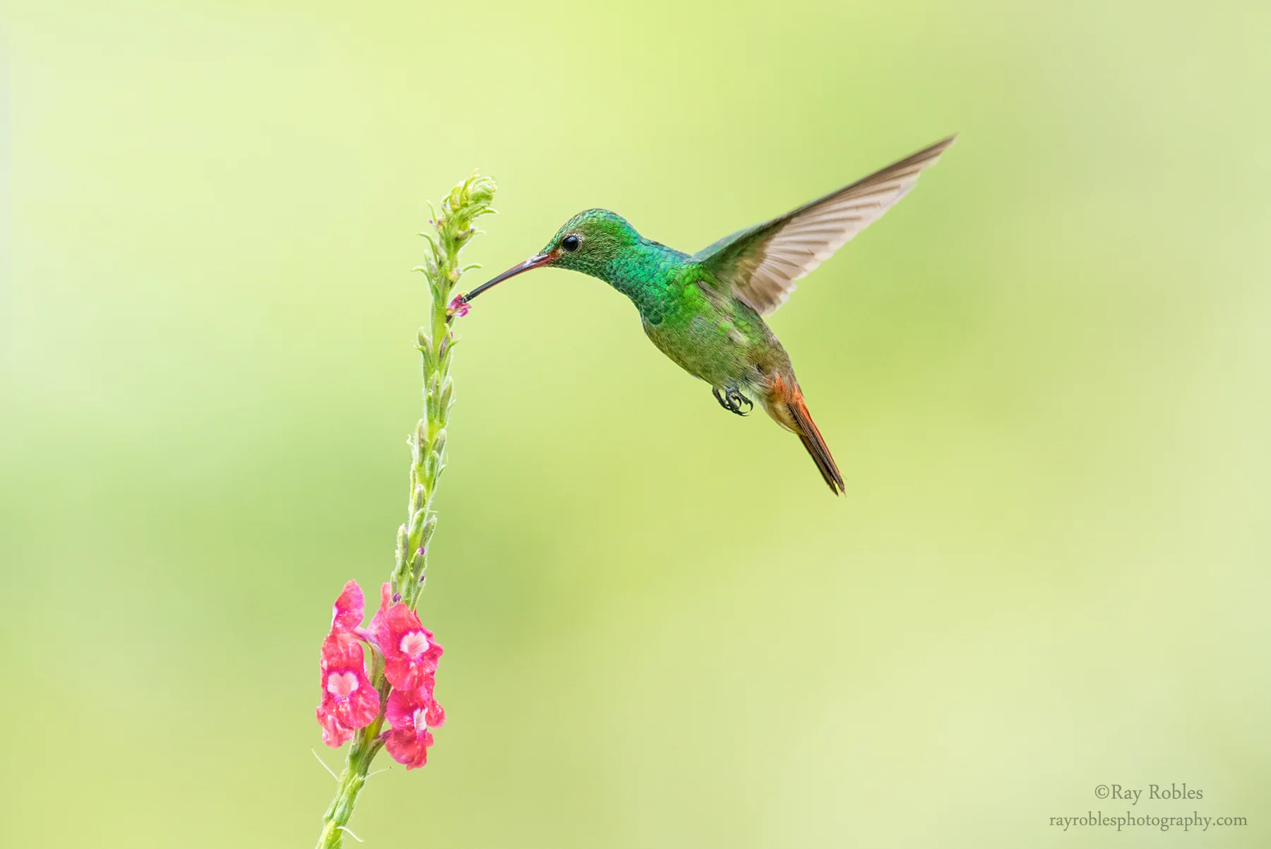 Rufous-tailed Hummingbird.jpg