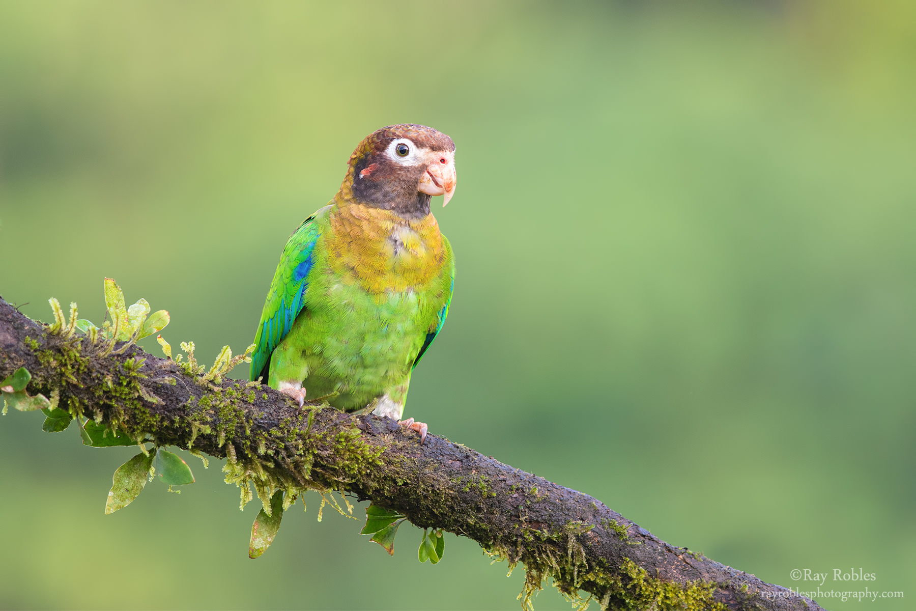 Brown-hooded Parrot