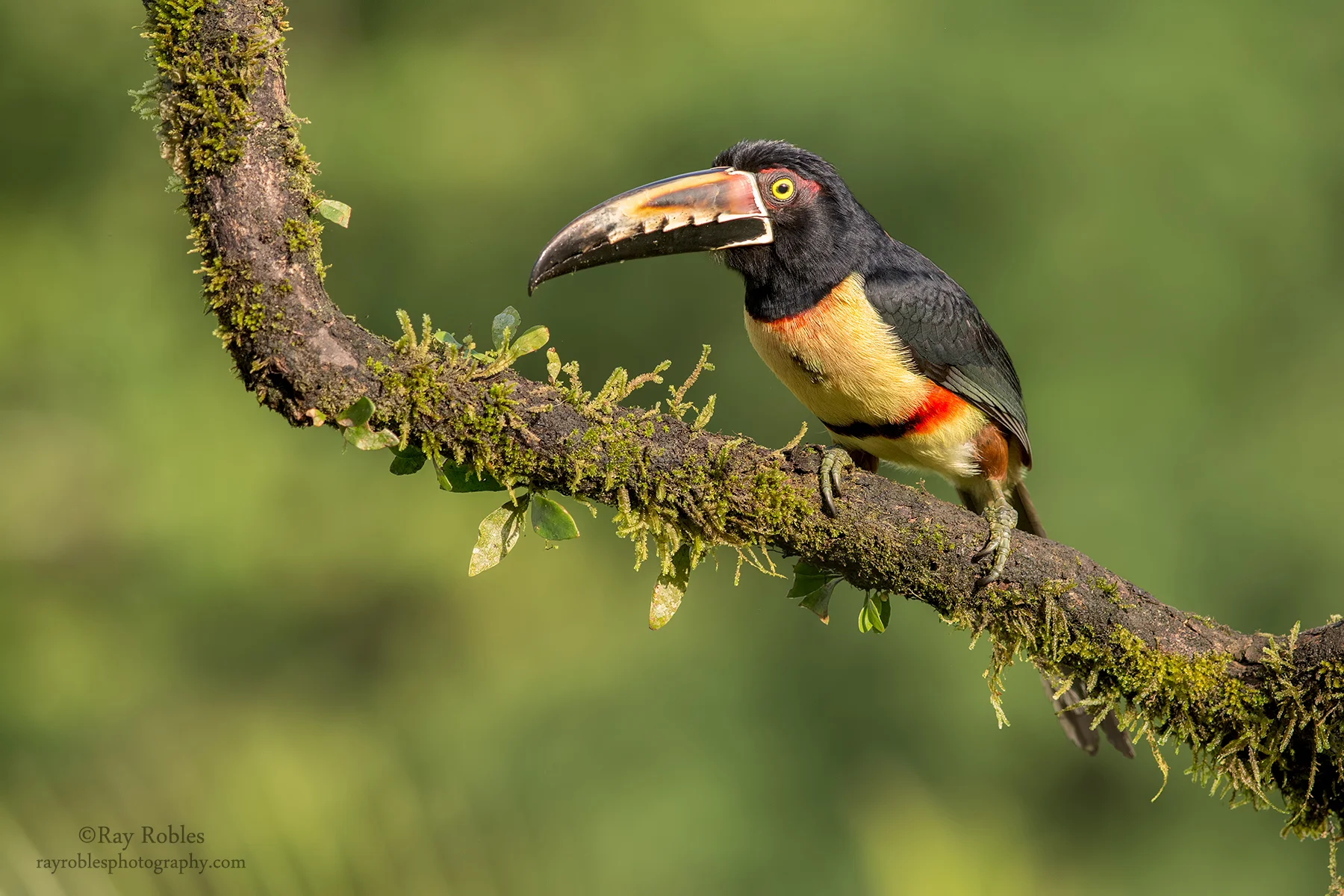 Collared Aracari
