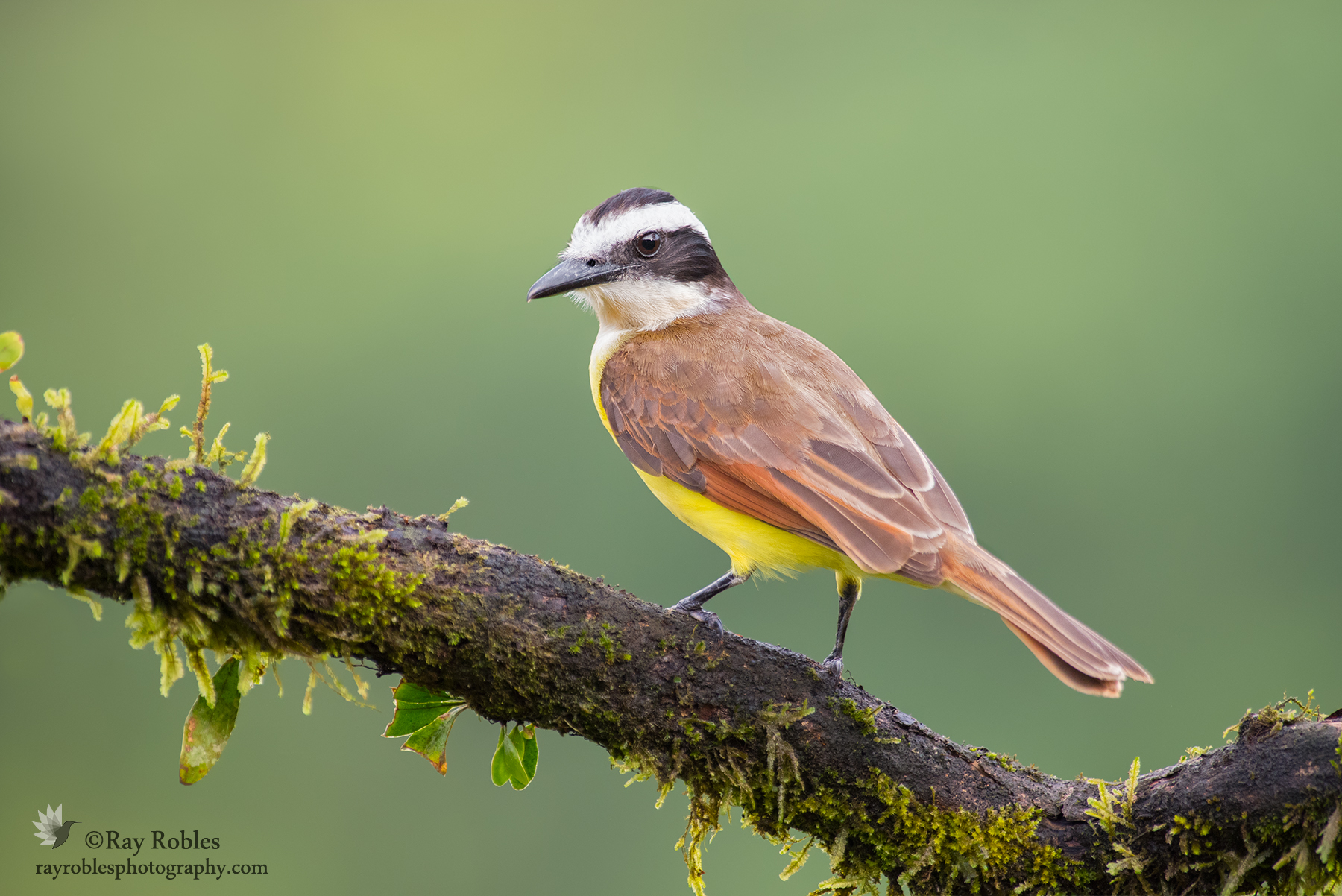 Great Kiskadee