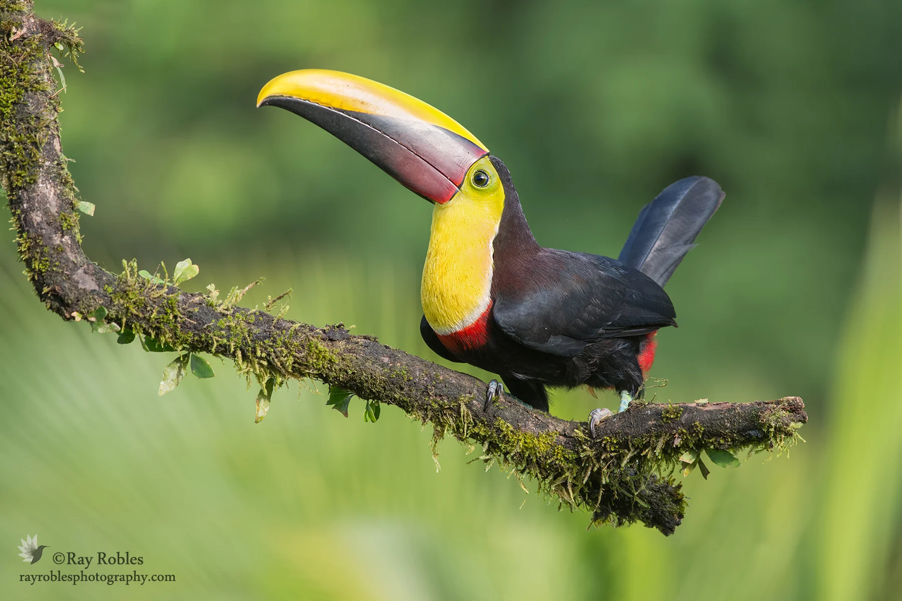Yellow-throated Toucan