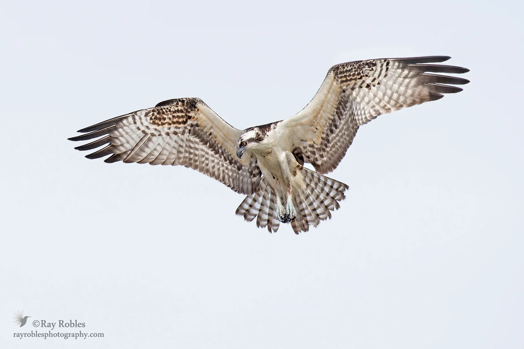 Osprey
