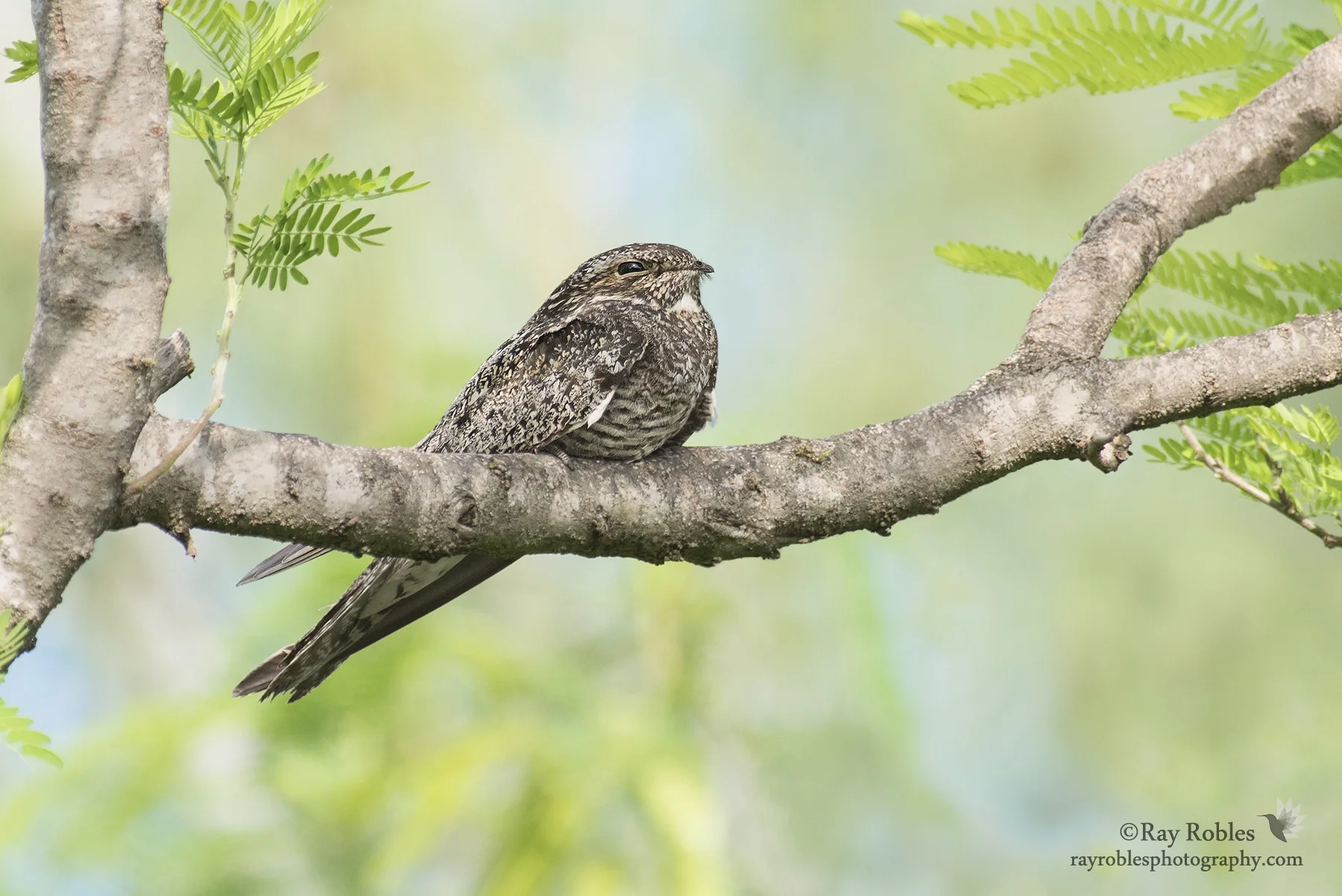 Antillean Nighthawk