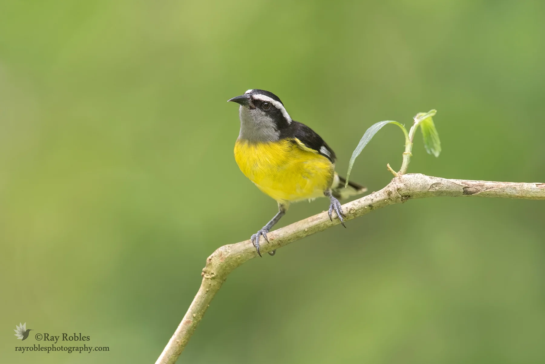 Bananaquit