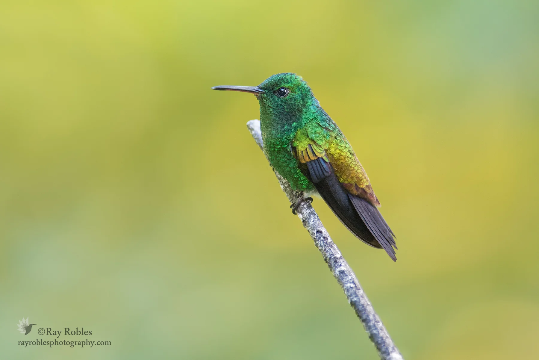 Copper-rumped Hummingbird