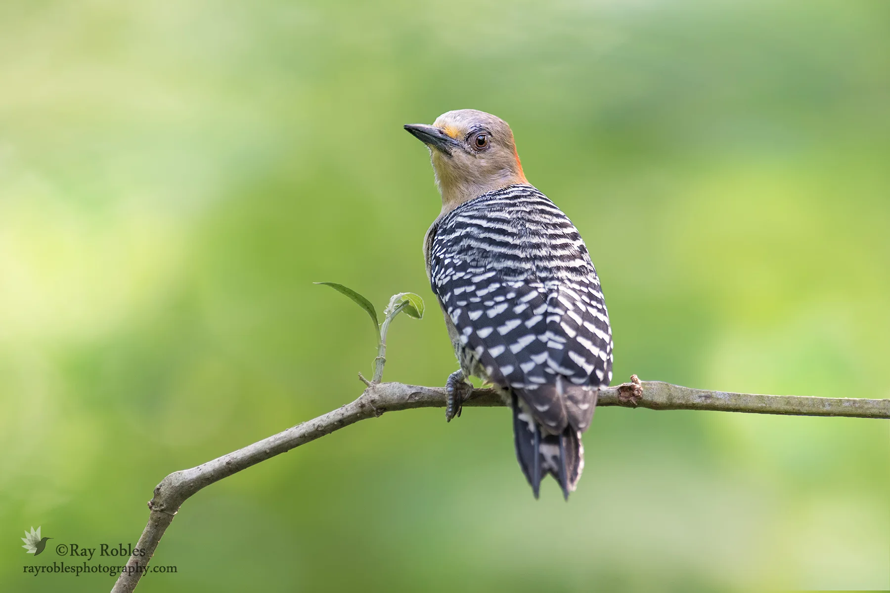 Red-crowned Woodpecker