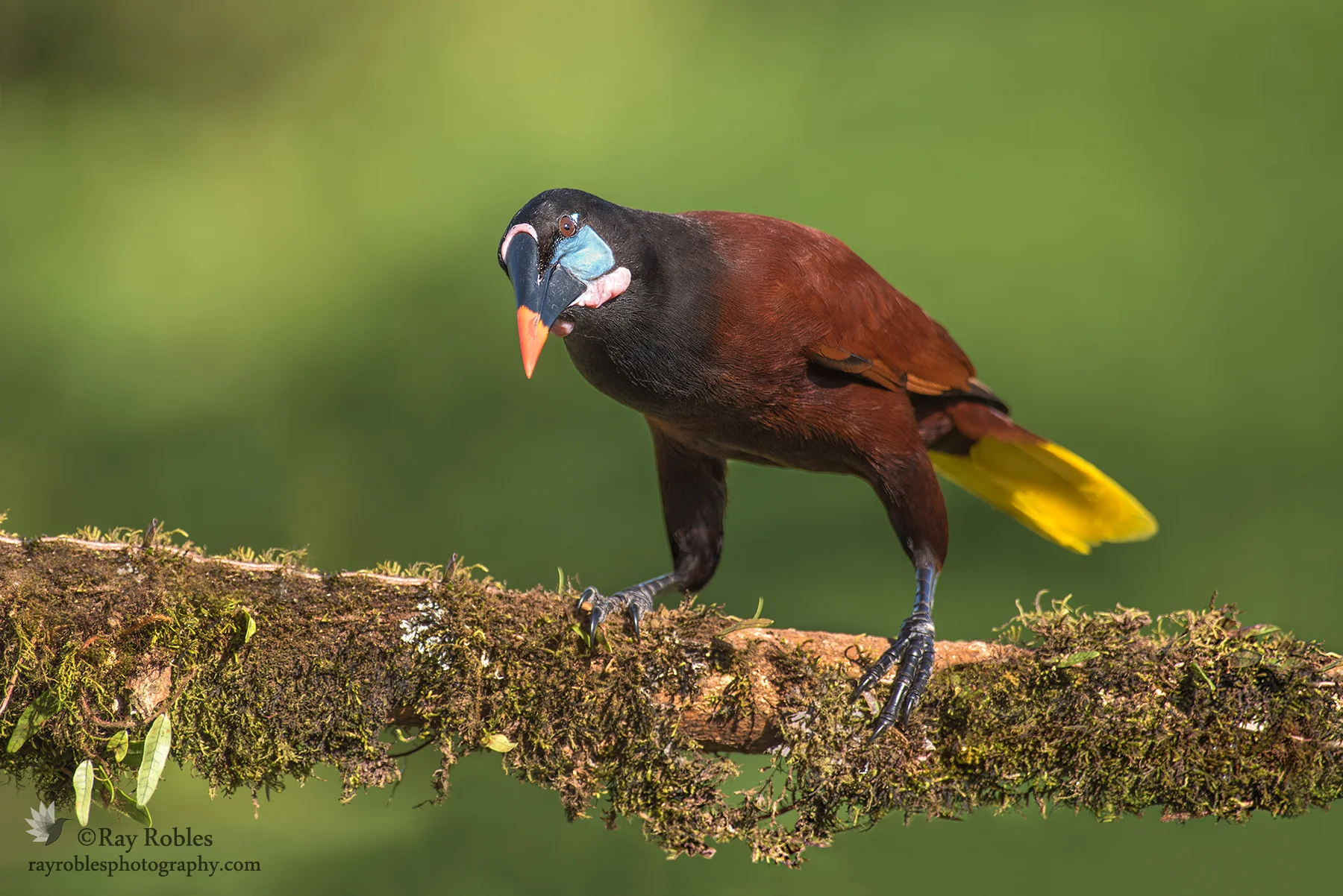 Montezuma Oropendola