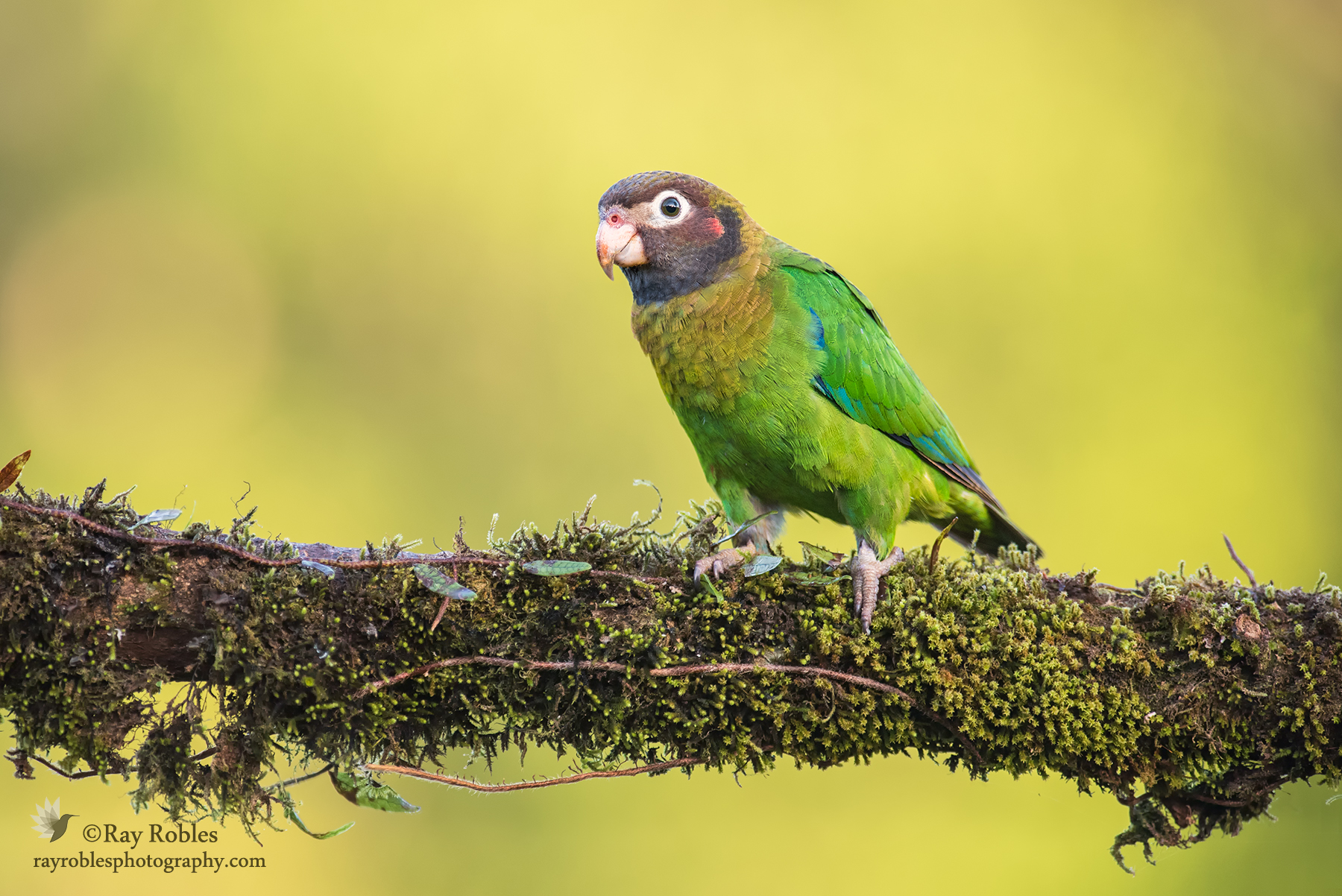 Brown-hooded Parrot