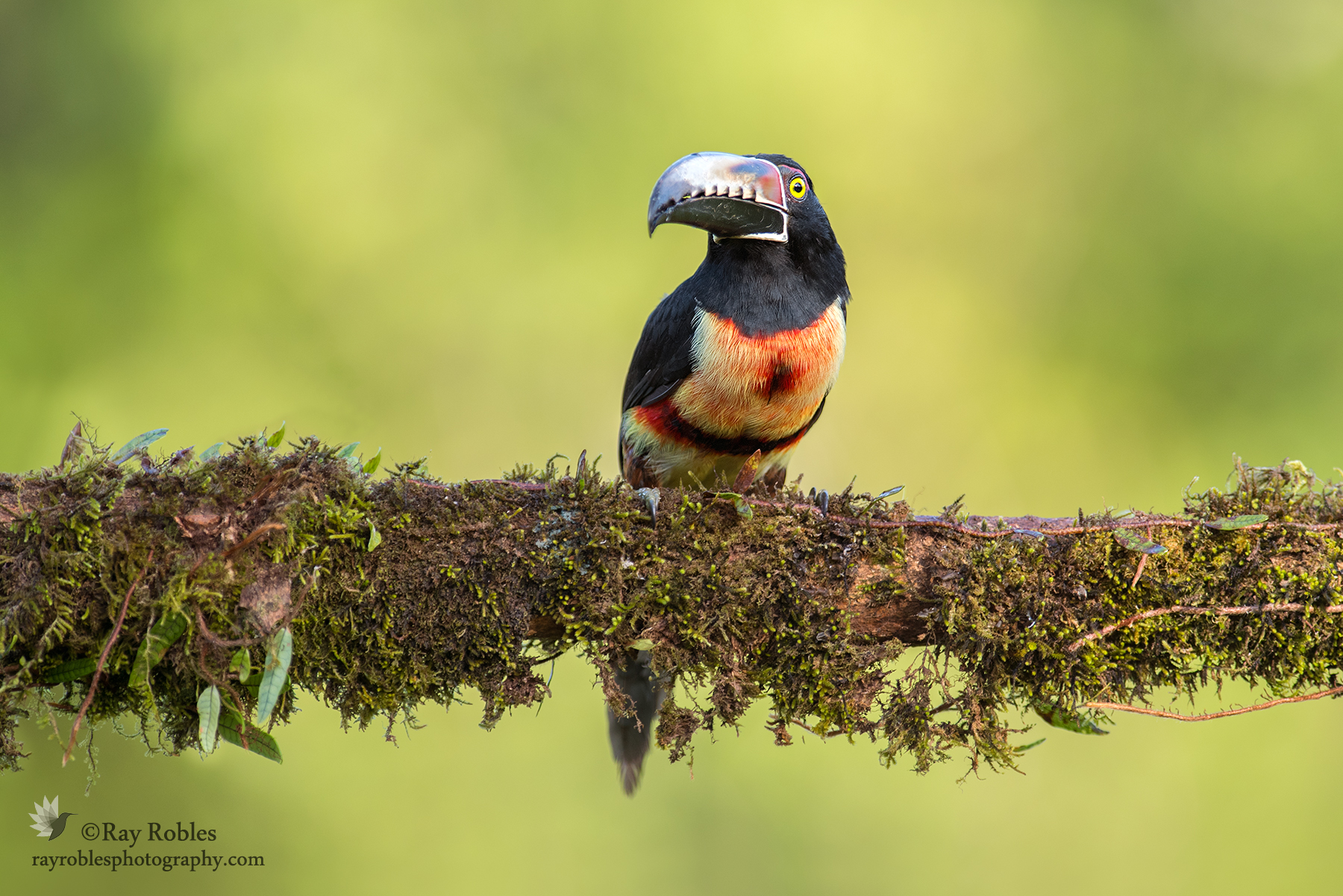 Collared Aracari