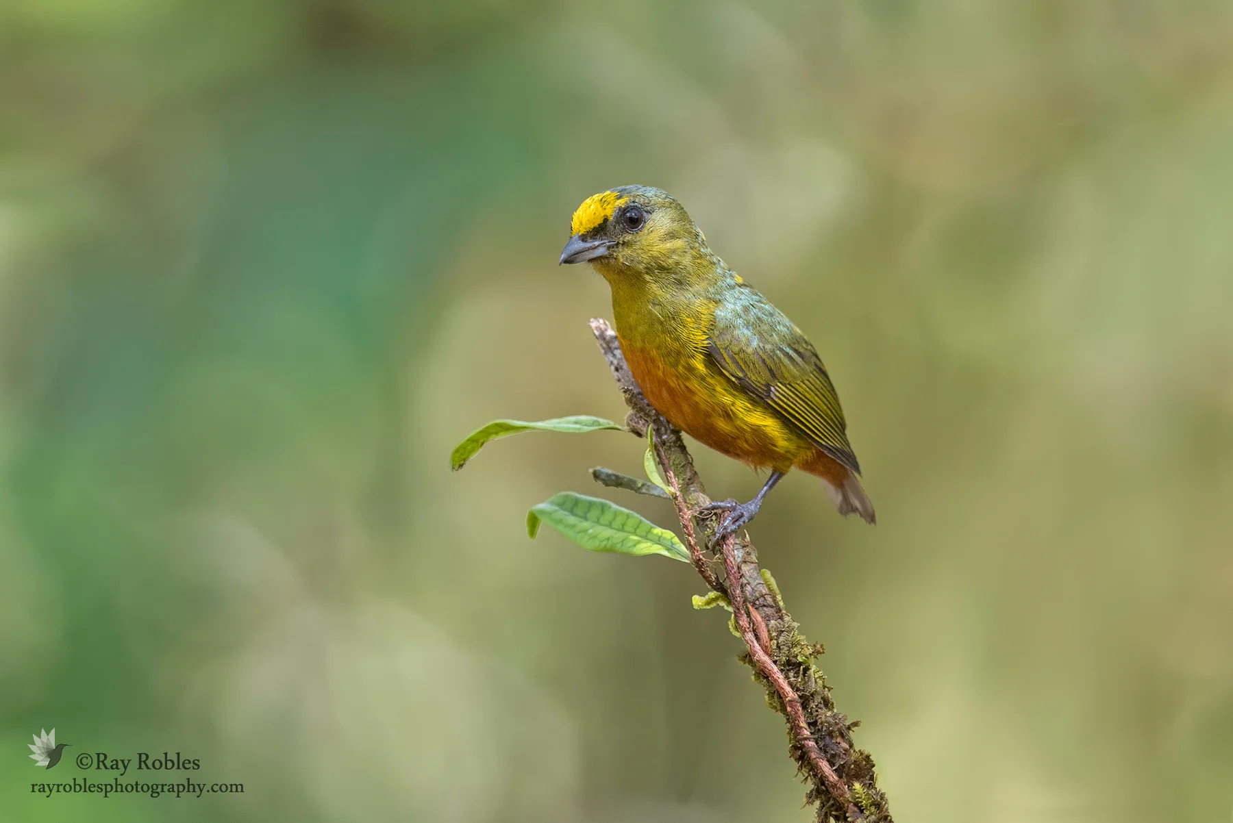 Olive-backed Euphonia