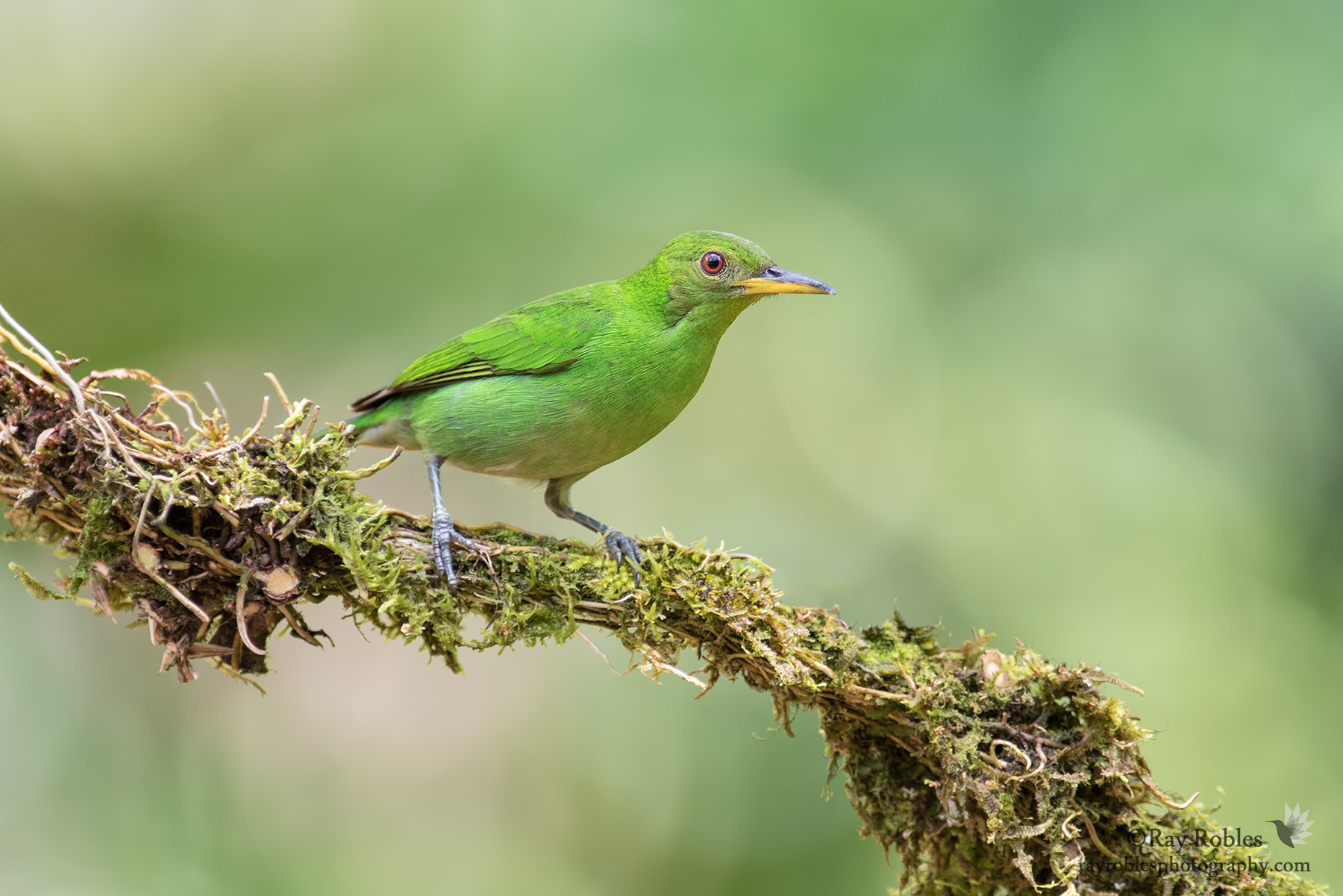 Green Honeycreeper