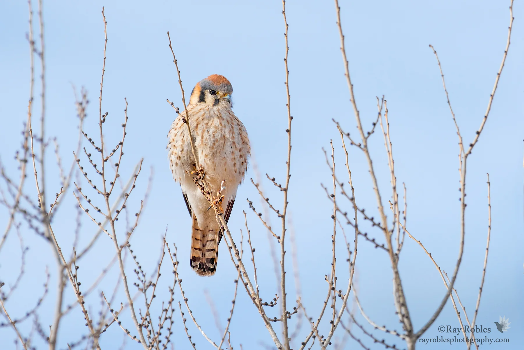 American Kestrel