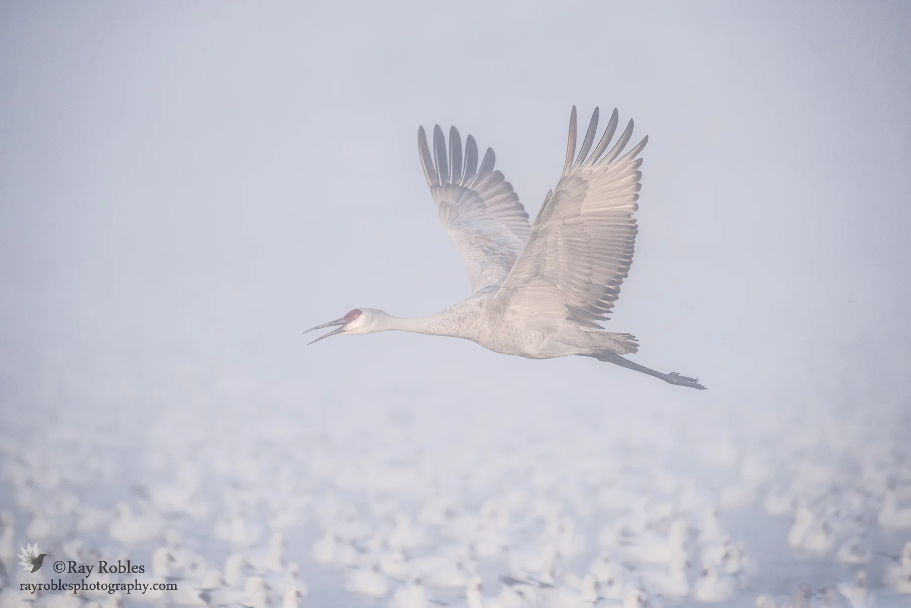 Sandhill Crane