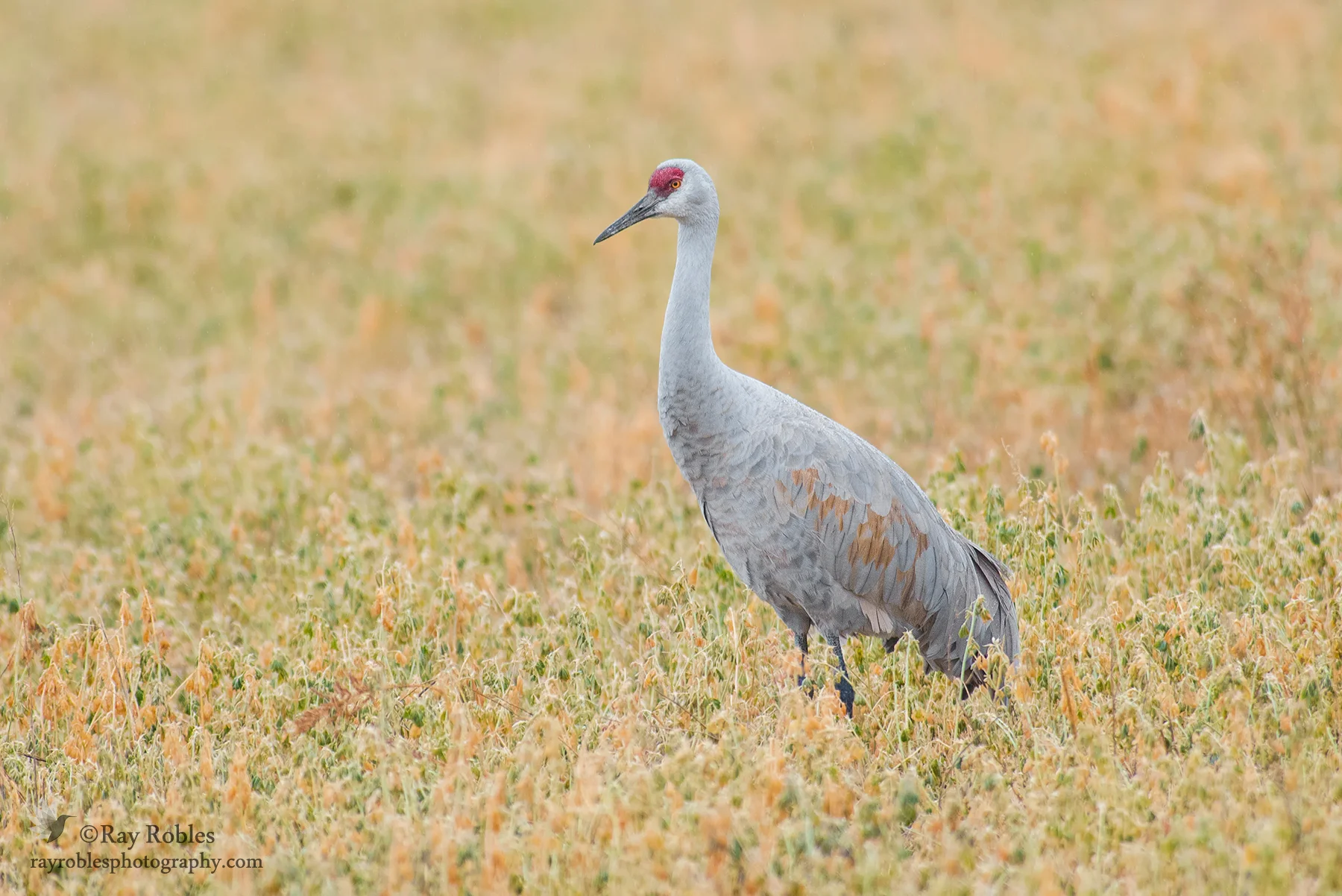 Sandhill Crane