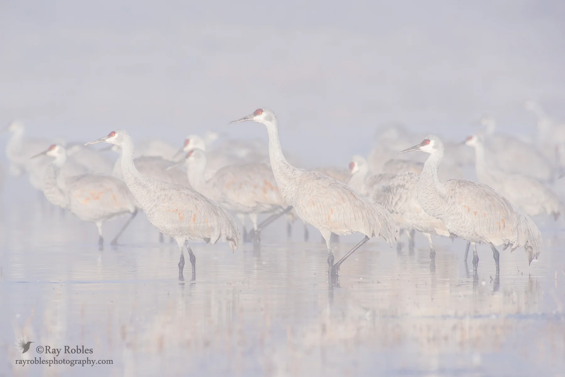 Sandhill Cranes