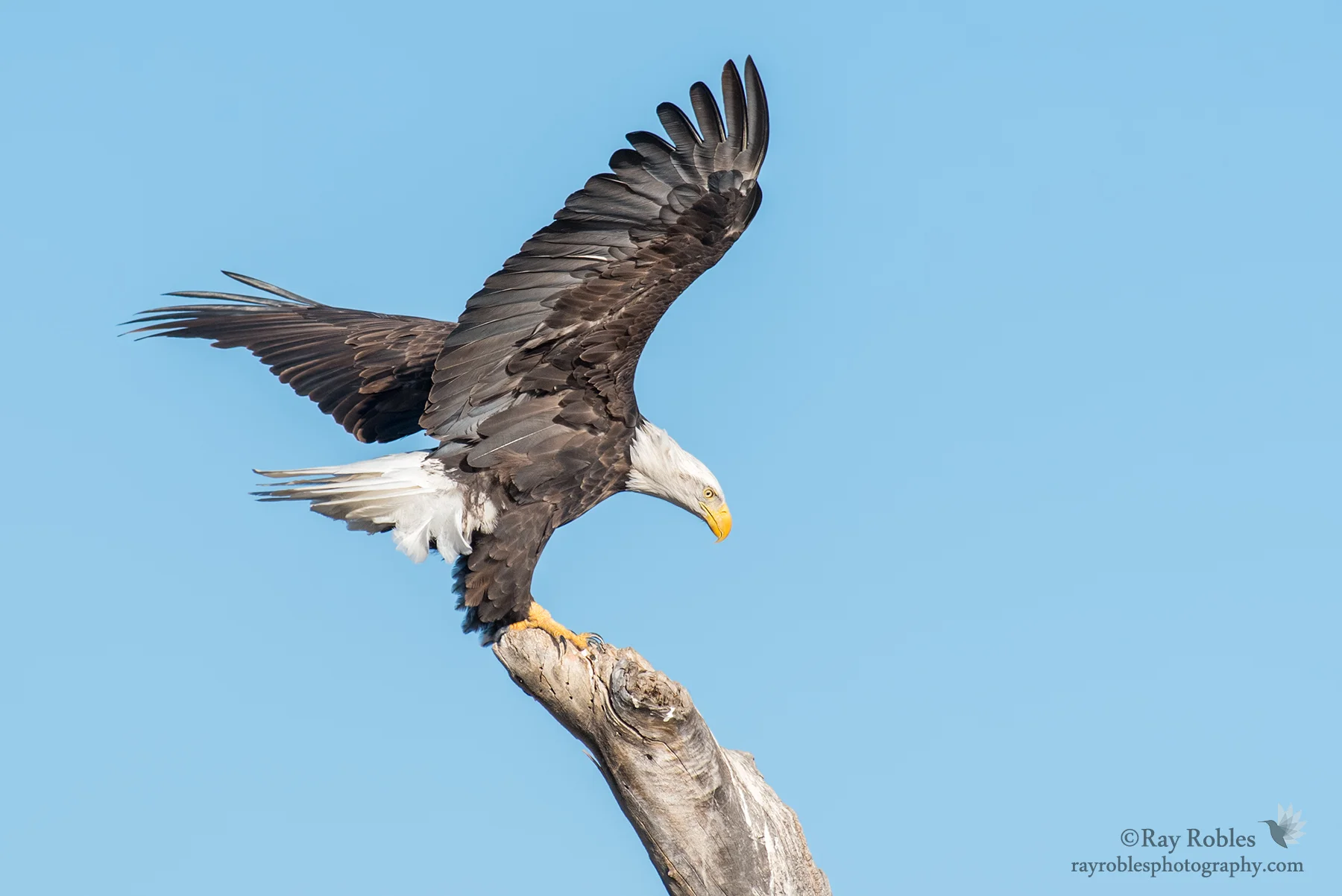 Bald Eagle