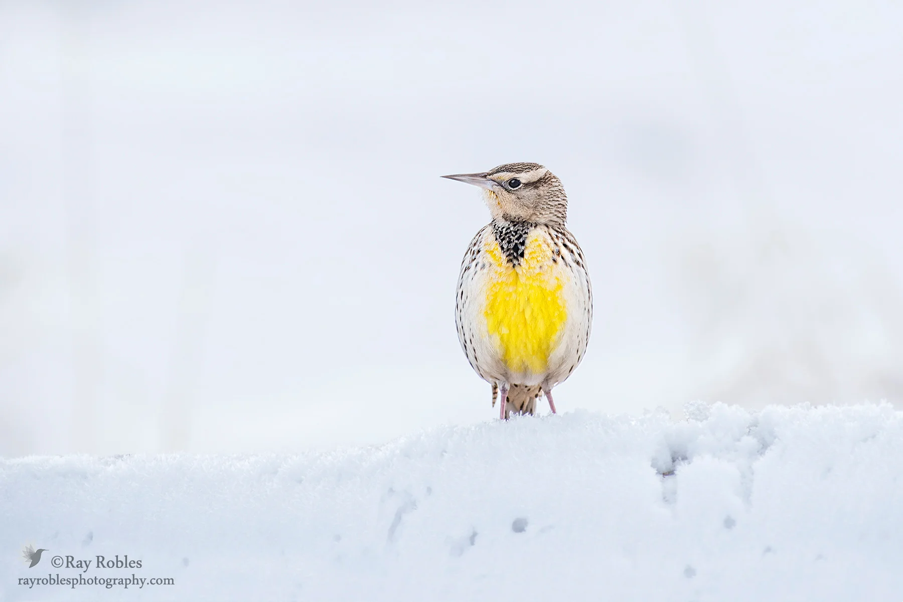 Western Meadowlark