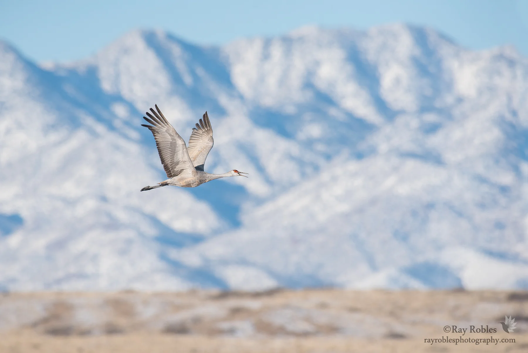 Sandhill Crane