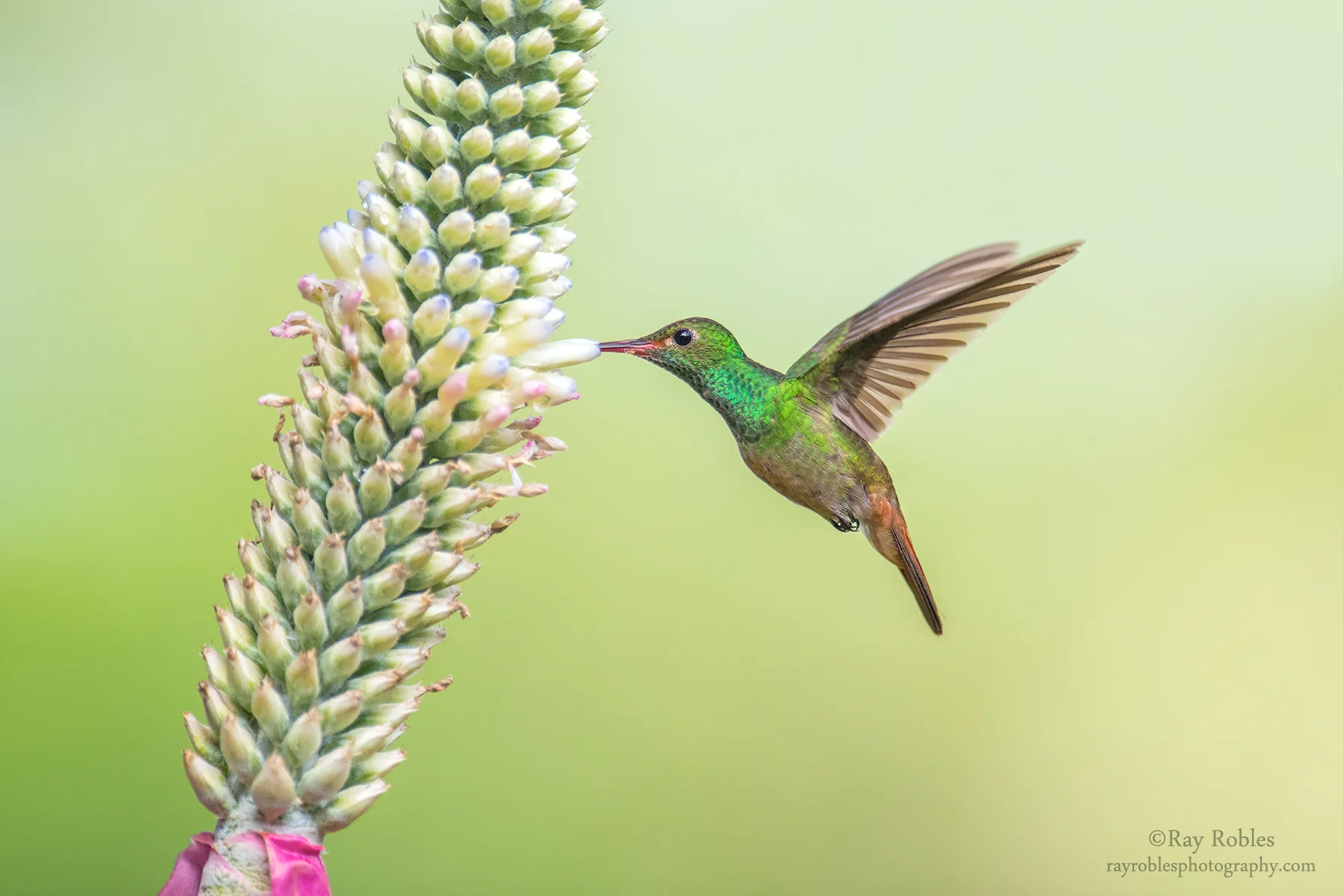 Rufous-tailed Hummingbird